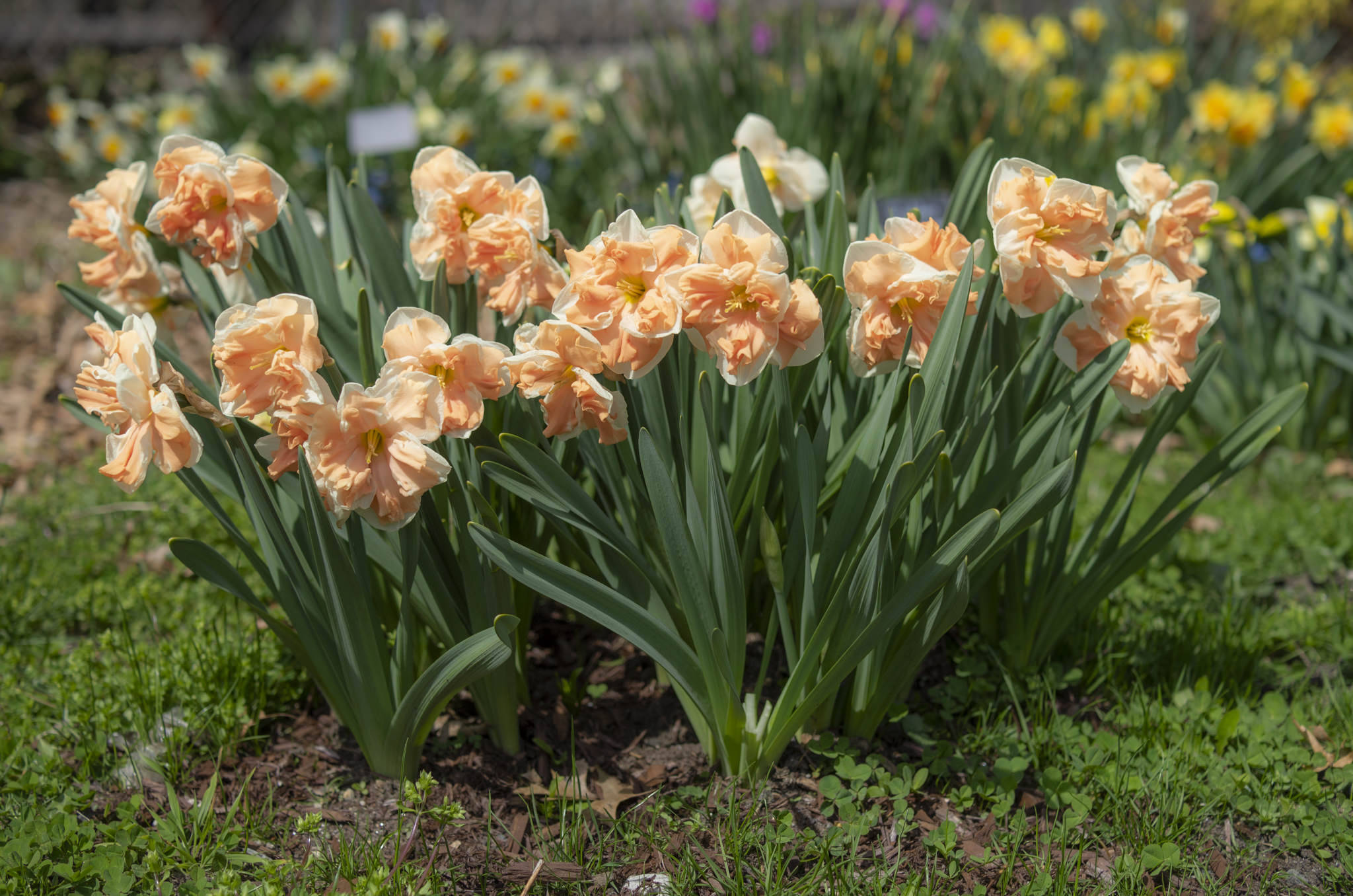 Narcissus 桌布 壁紙 — 一簇桃色水仙花在陽光明媚的花園中盛開，背景有綠草和模糊的黃色花朵。