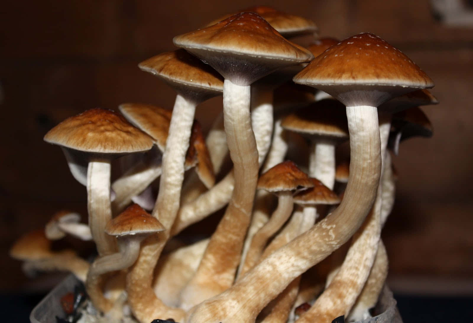 Magic Mushroom 桌布 壁紙 — 一簇棕色菌蓋、淺色菌柄的蘑菇，在深色木質背景前的容器中密集生長。