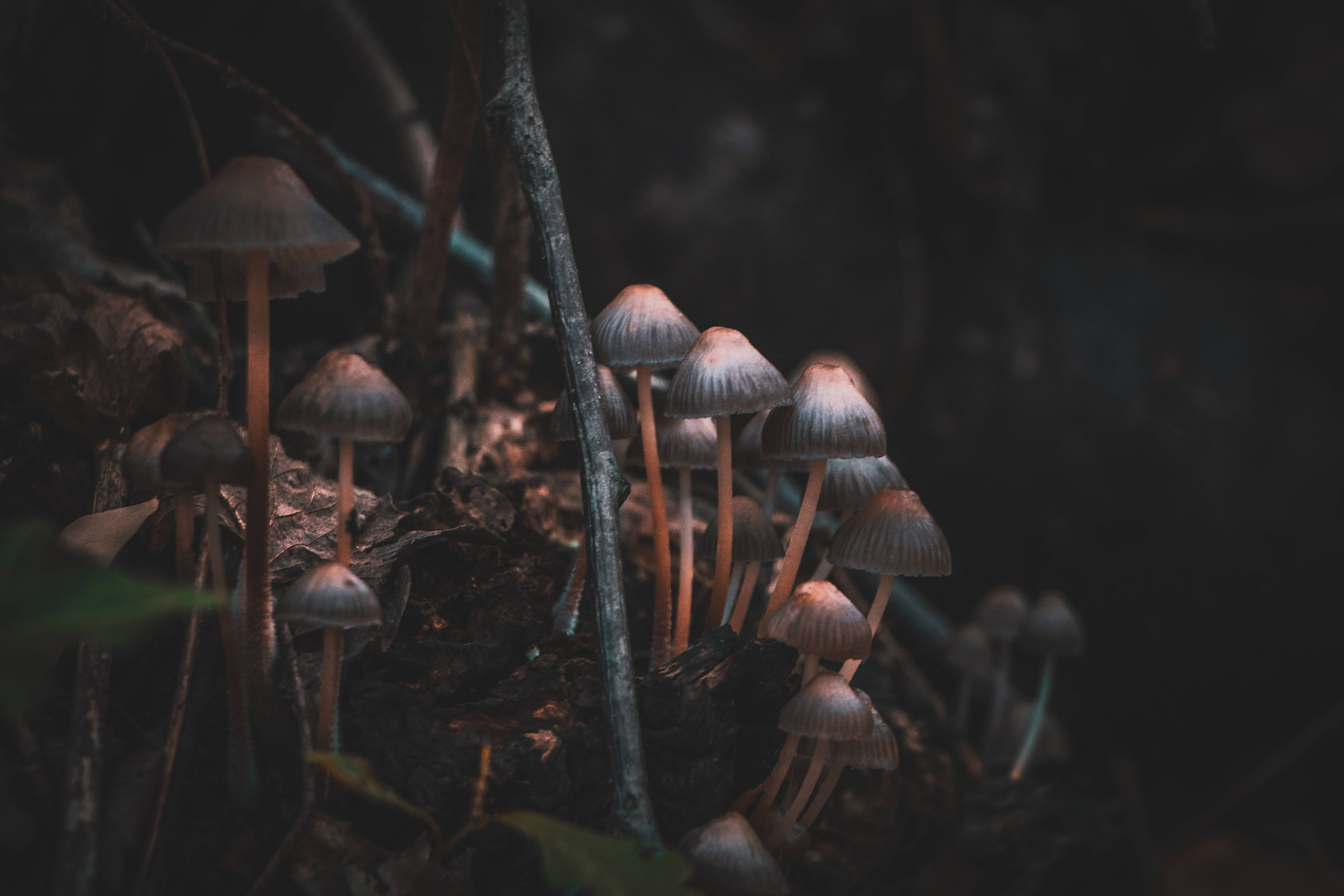 Cute Mushroom 桌布 壁紙 — 一簇棕色菌蓋、細長菌柄的小蘑菇，從黑暗的森林地面上的落葉和樹枝間冒出。