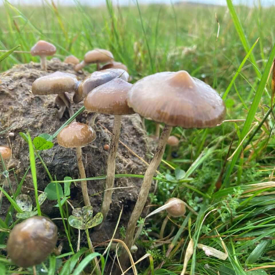 蘑菇 桌布 壁紙 — 一簇棕色蘑菇從糞堆中長出，生長在鮮綠的草地上，沐浴在柔和日光下。