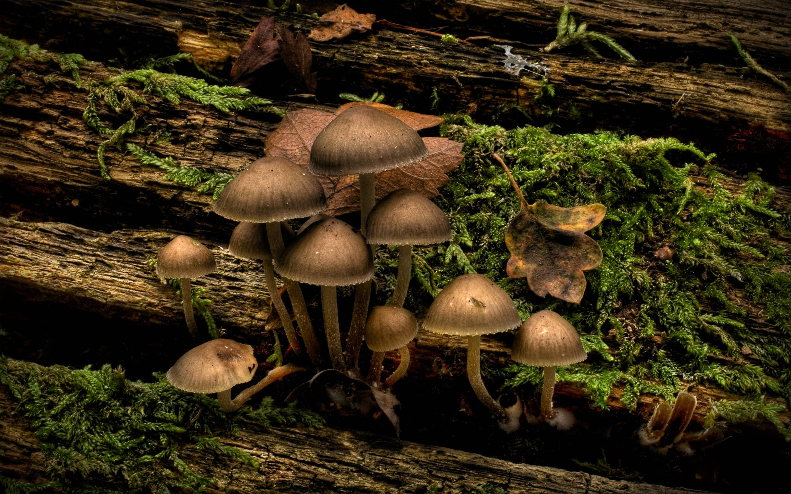 Cute Mushroom 桌布 壁紙 — 一簇棕色蘑菇生長在長滿苔蘚的腐木上，周圍散落著落葉。
