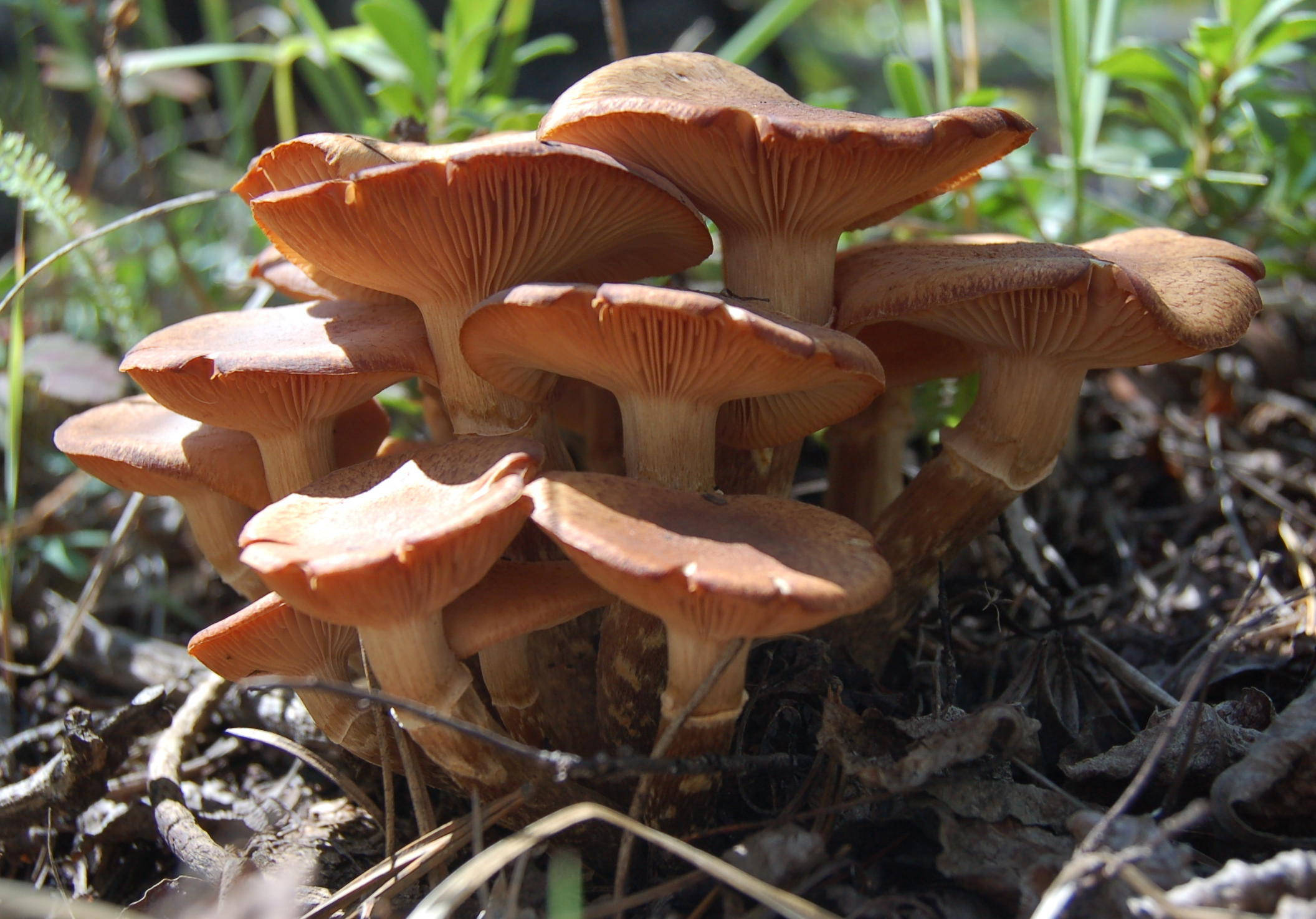 Cute Mushroom 桌布 壁紙 — 一簇橙啡色有鰓的蘑菇，在森林地面的乾葉和綠草之間密集生長。