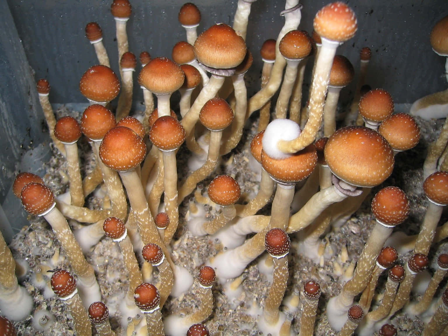 Magic Mushroom 桌布 壁紙 — 一簇橙色帽蘑菇，有斑點帽和蒼白莖，密集生長在顆粒狀基質中。