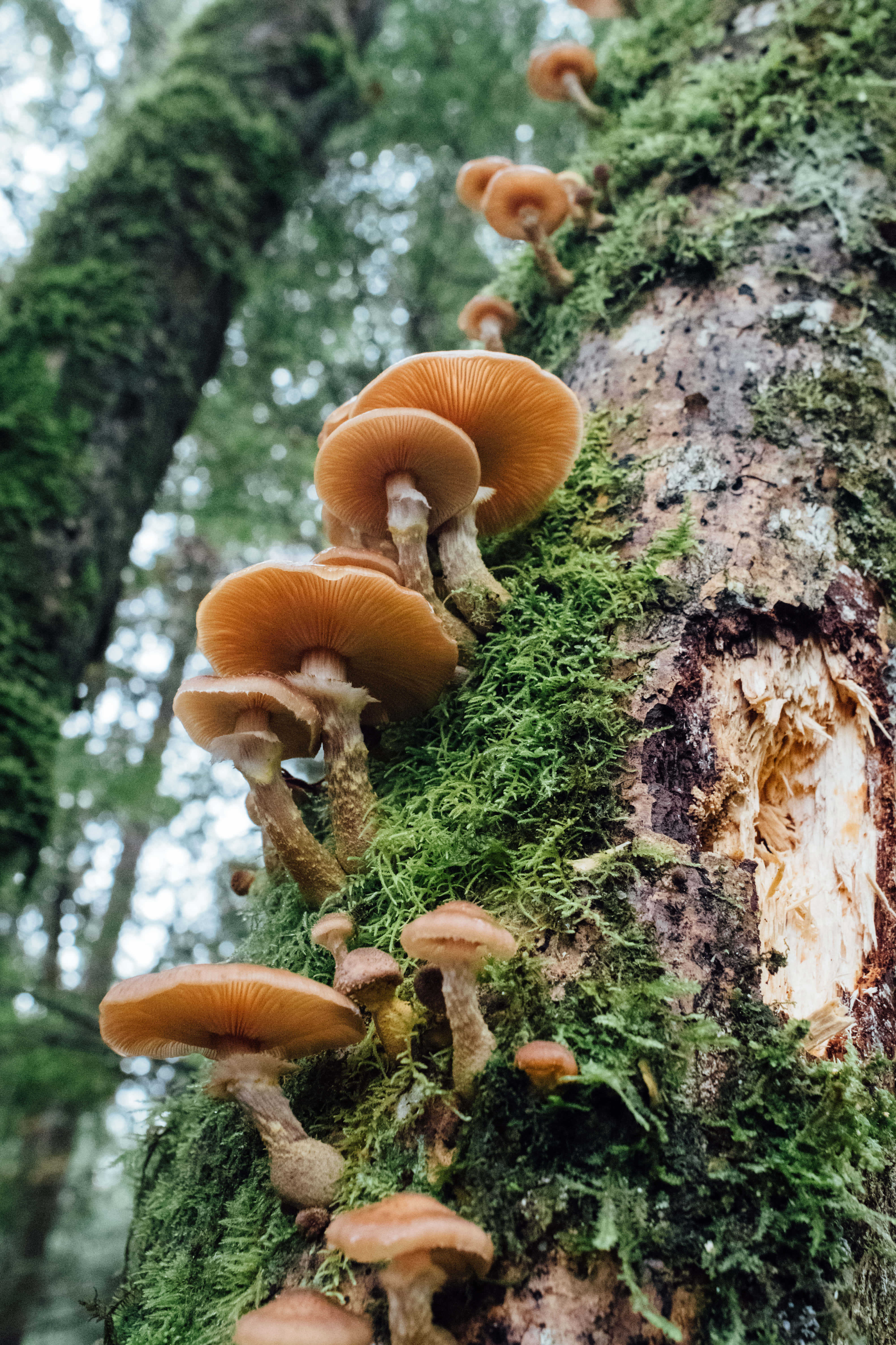 Mushroom 桌布 壁紙 — 一簇橙色蘑菇生長在潮濕森林中長滿苔蘚的樹幹上。