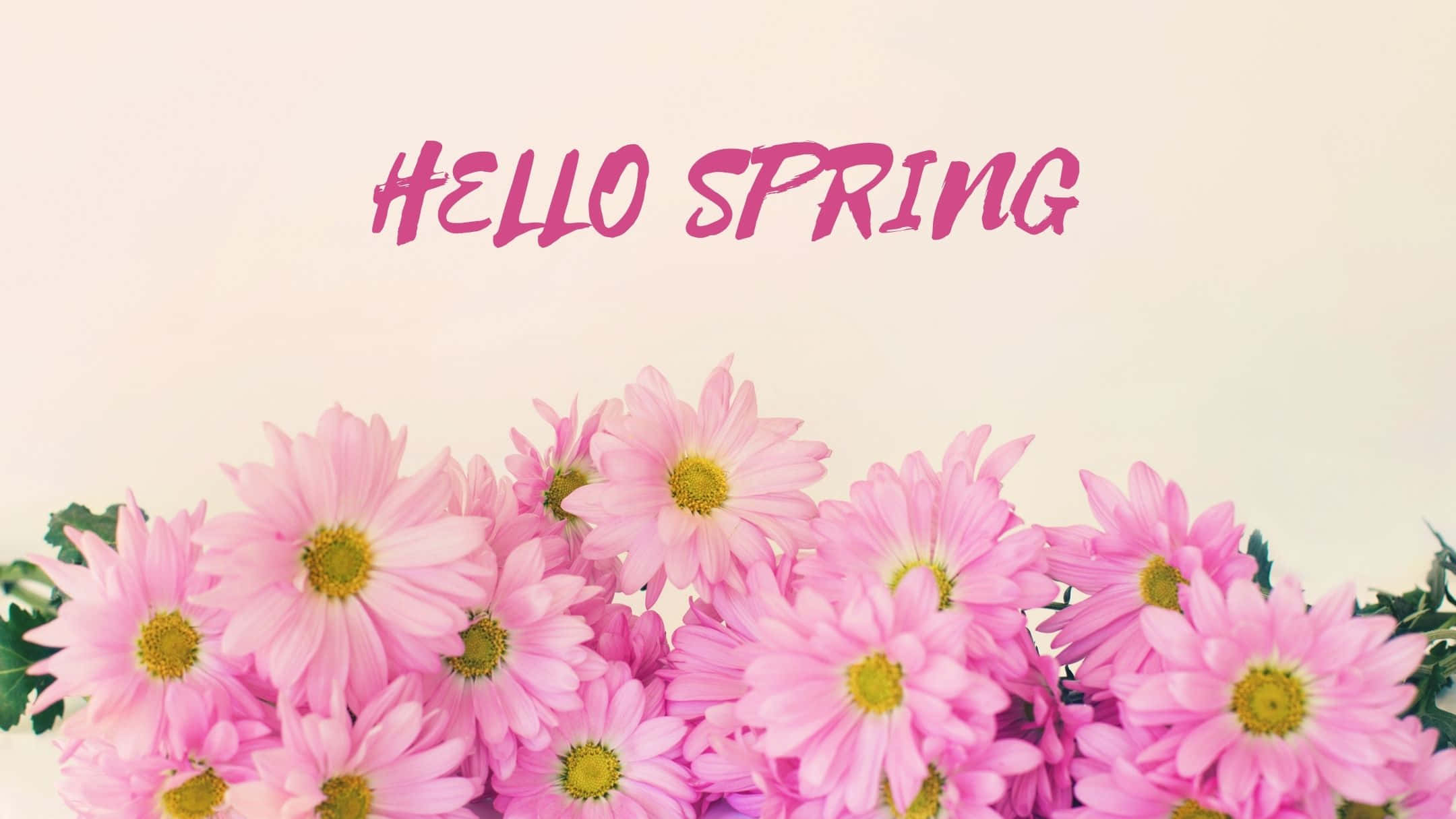 Best Spring 桌布 壁紙 — 一簇歡快的粉紅色雛菊，黃色花心，在柔和的奶油色背景上，於hello spring草書文字下盛開。