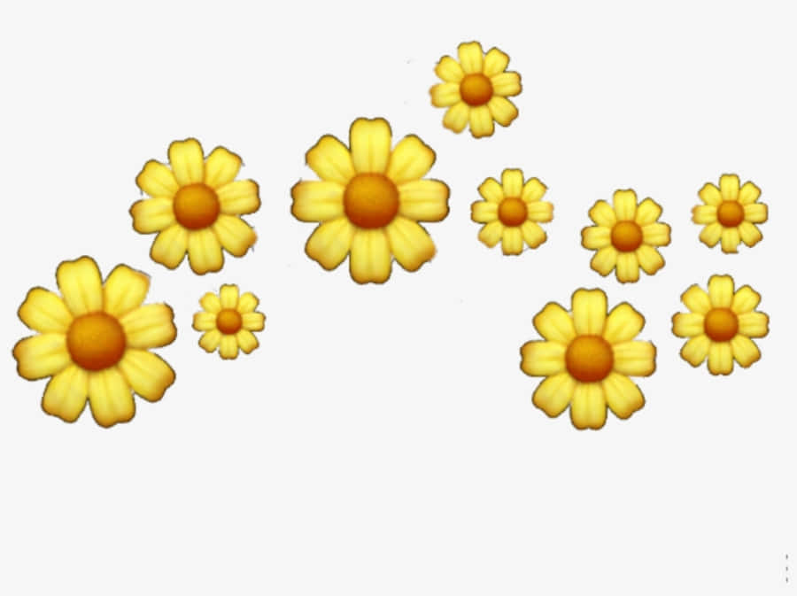 Sunflower Yellow Tumblr Aesthetic 桌布 壁紙 — 一簇歡快的黃色雛菊，帶有橙色花心，散落在純白色背景上。