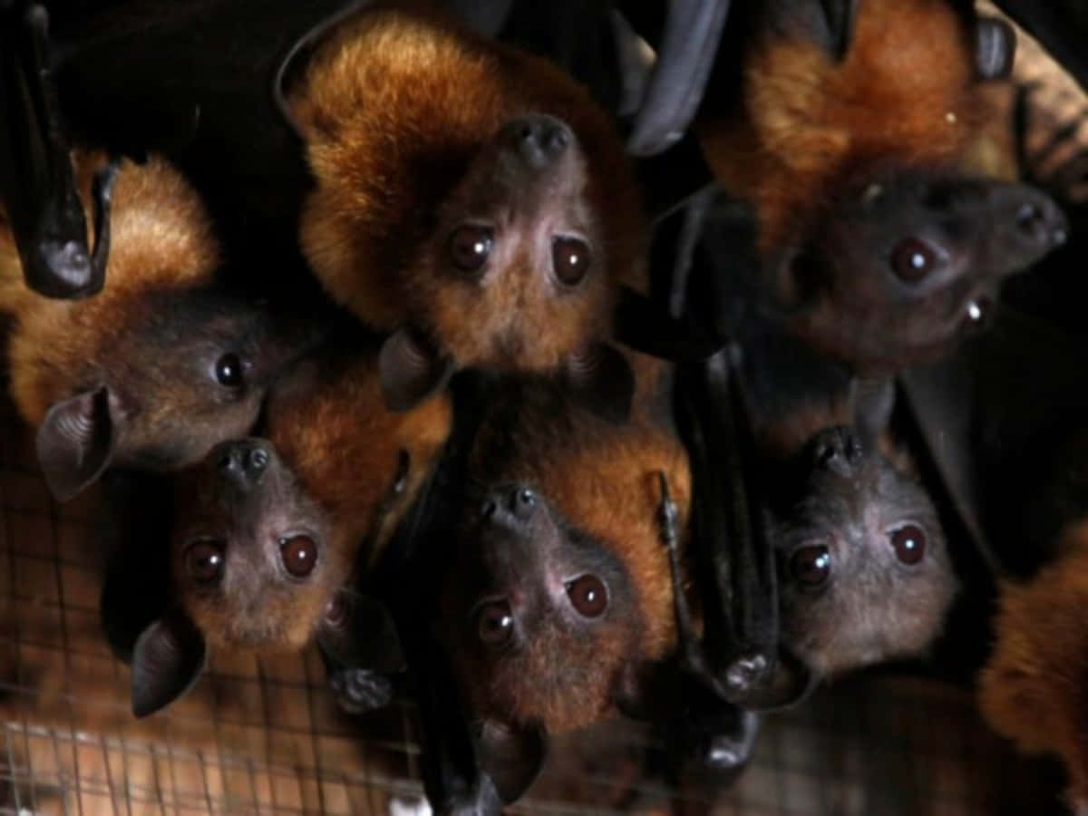 Bats 桌布 壁紙 — 一簇毛茸茸的棕色蝙蝠倒掛在籠子裡，用又大又黑的眼睛直視鏡頭。