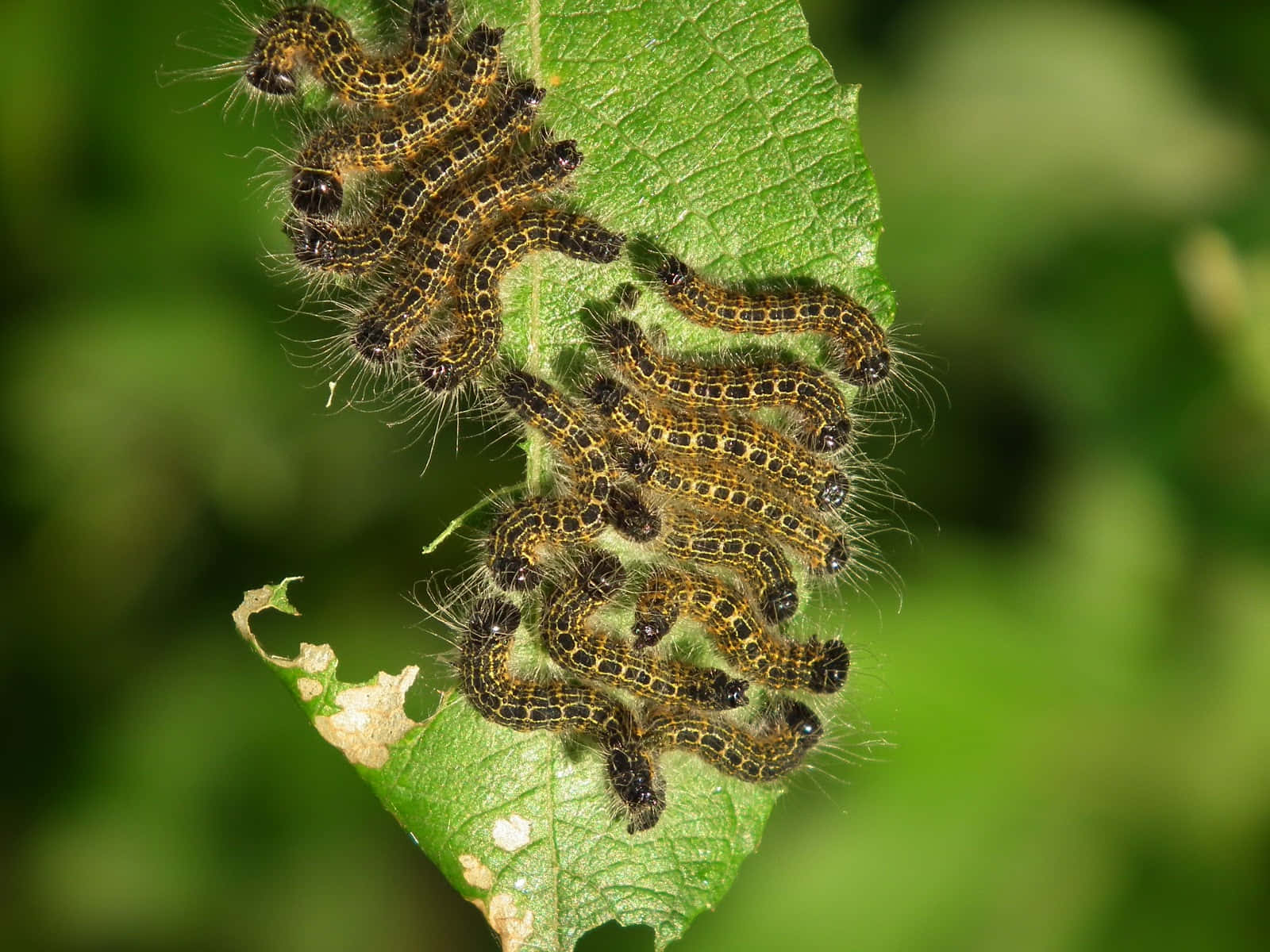 Caterpillar 桌布 壁紙 — 一簇毛茸茸的黑黃色毛蟲正在啃食一片帶有明顯咬痕的鮮綠葉子。