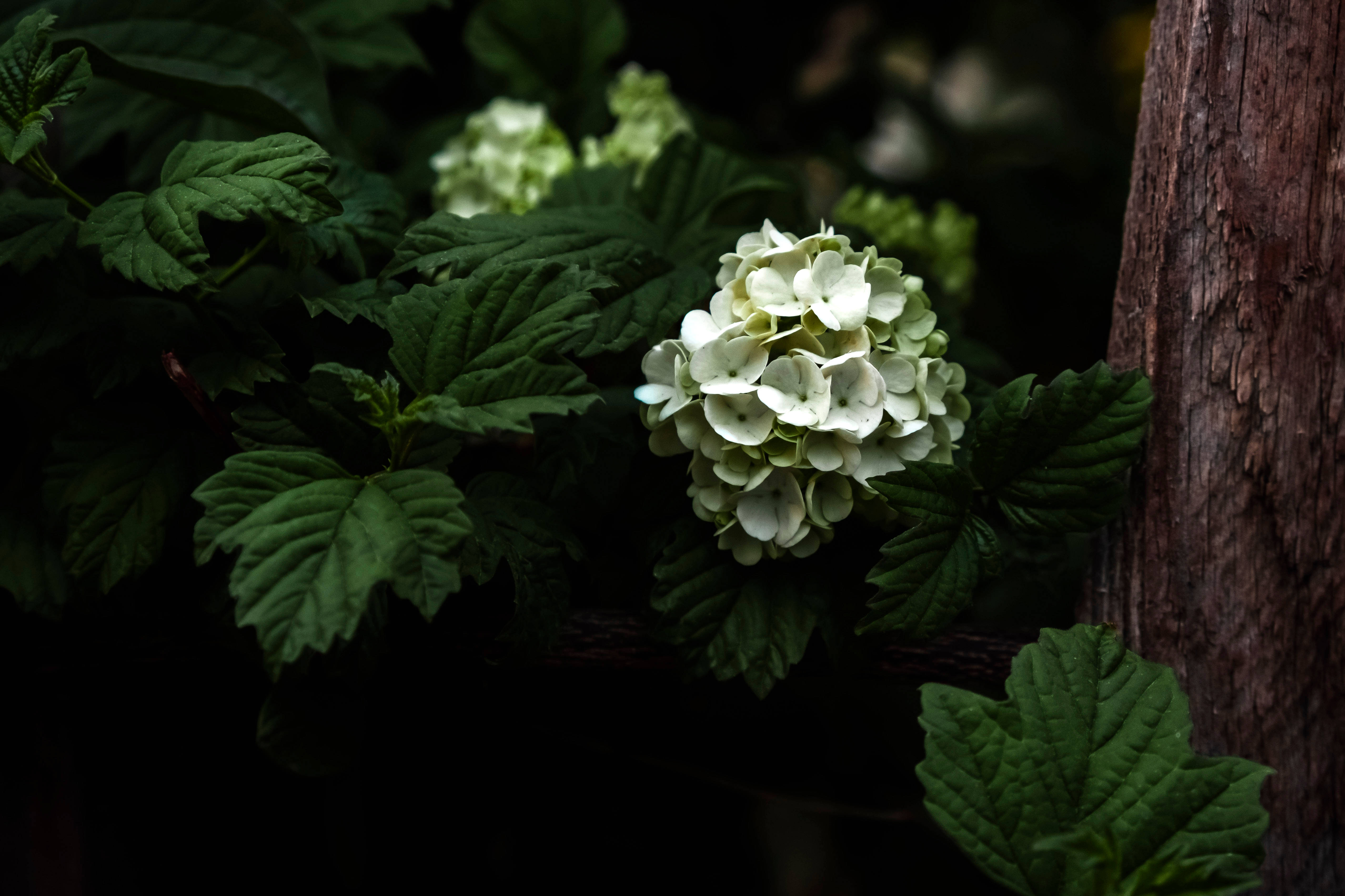 花朵 4K 桌布 壁紙 — 一簇淡綠色繡球花，依偎在深綠色葉子之間，旁邊是紋理豐富的樹幹。