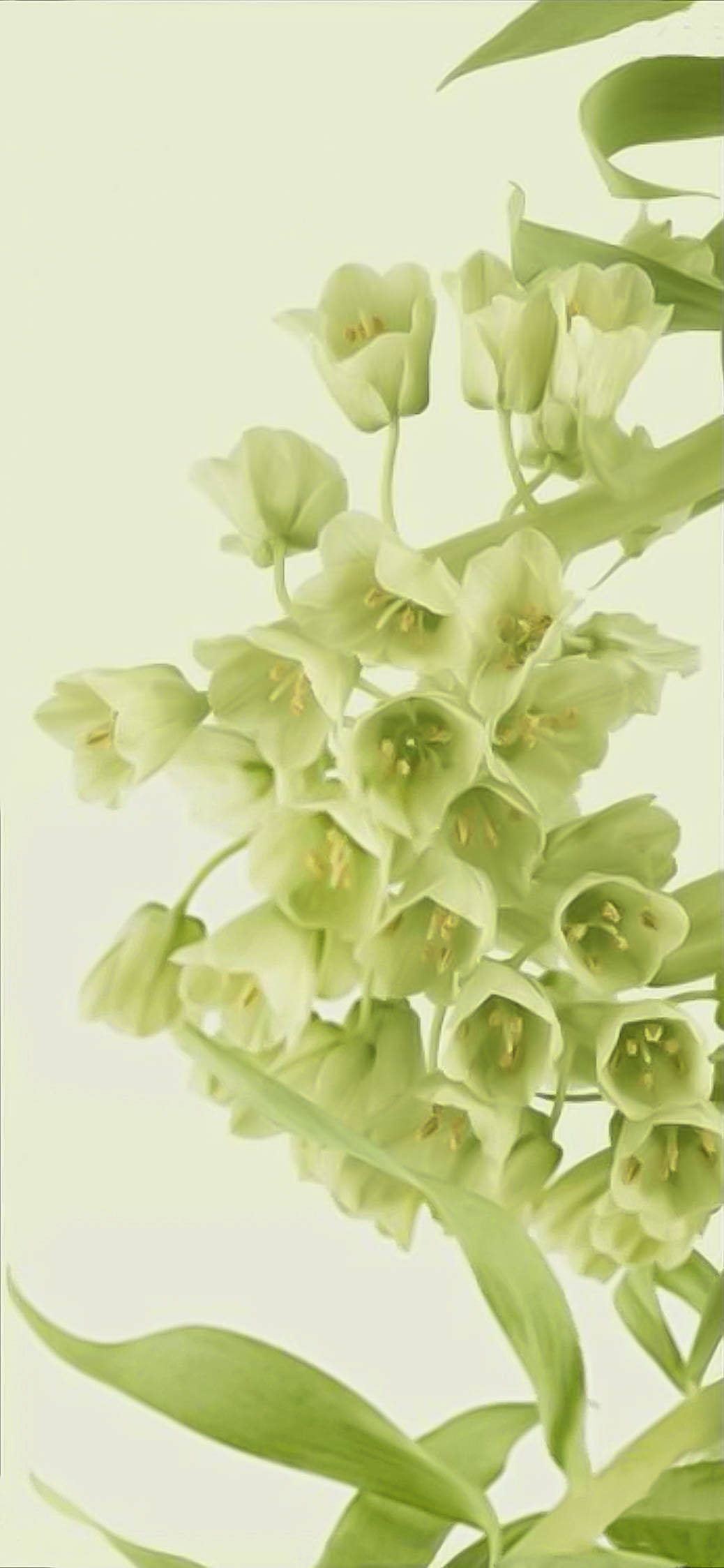 Flowers 桌布 壁紙 — 一簇淡綠色鐘形花朵，搭配纖細葉子，襯托在柔和的奶油色背景上。