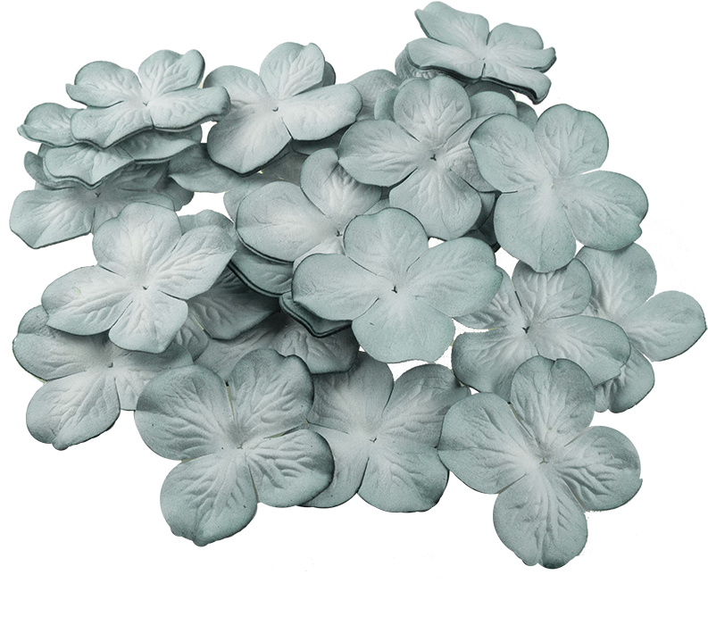 Hydrangea 桌布 壁紙 — 一簇淡藍色繡球花，花瓣精緻，襯托在純黑背景上。