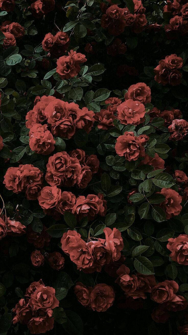 black aesthetic rose 桌布 壁紙 — 一簇深紅玫瑰，深綠色葉子，在陰暗背景下盛開。