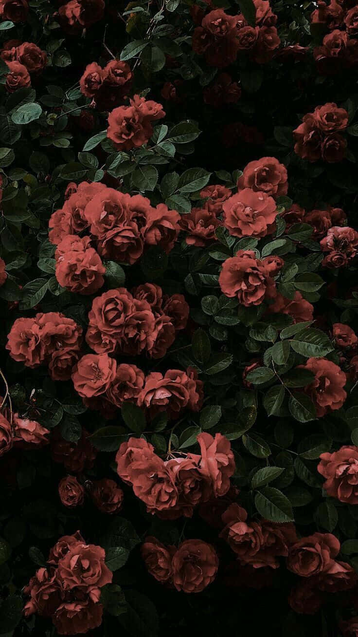 Black Rose Aesthetic 桌布 壁紙 — 一簇深紅玫瑰，深綠色葉片，在陰影背景中盛開。