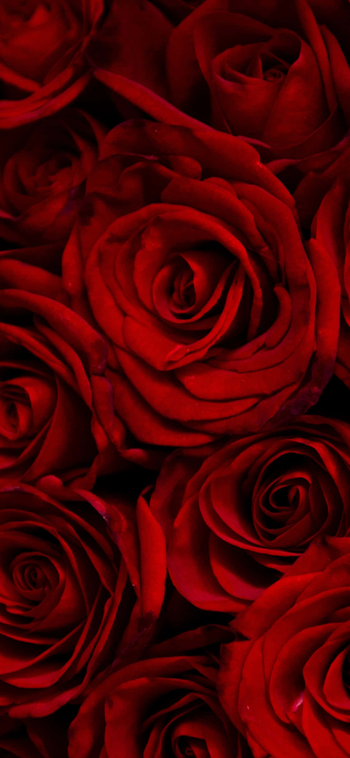 Roses 桌布 壁紙 — 一簇深紅色的玫瑰，花瓣如天鵝絨般柔軟，戲劇性的陰影營造出濃厚的浪漫氛圍。