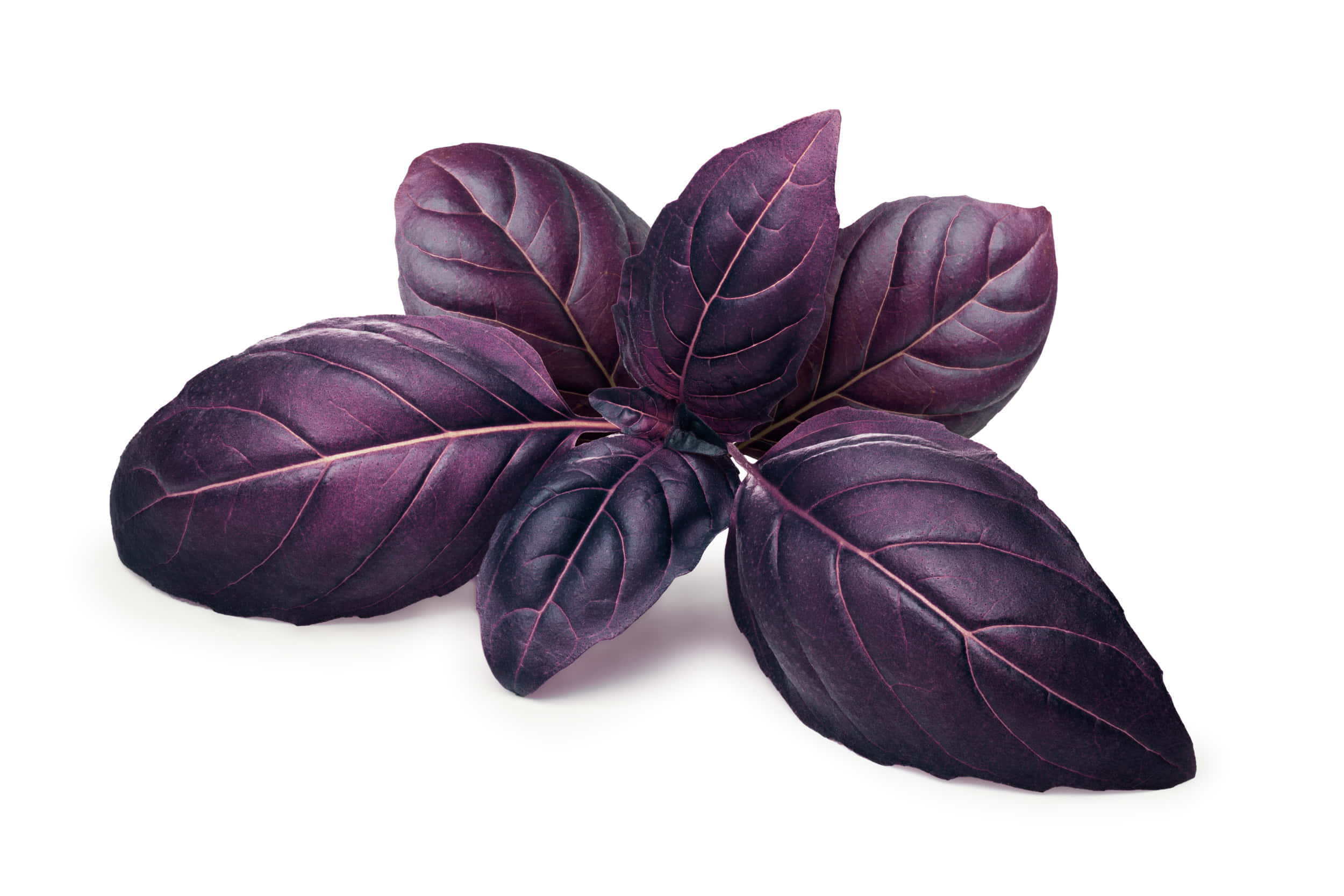 Purple Basil 桌布 壁紙 — 一簇深紫色羅勒葉，葉脈清晰可見，襯在純白背景上。