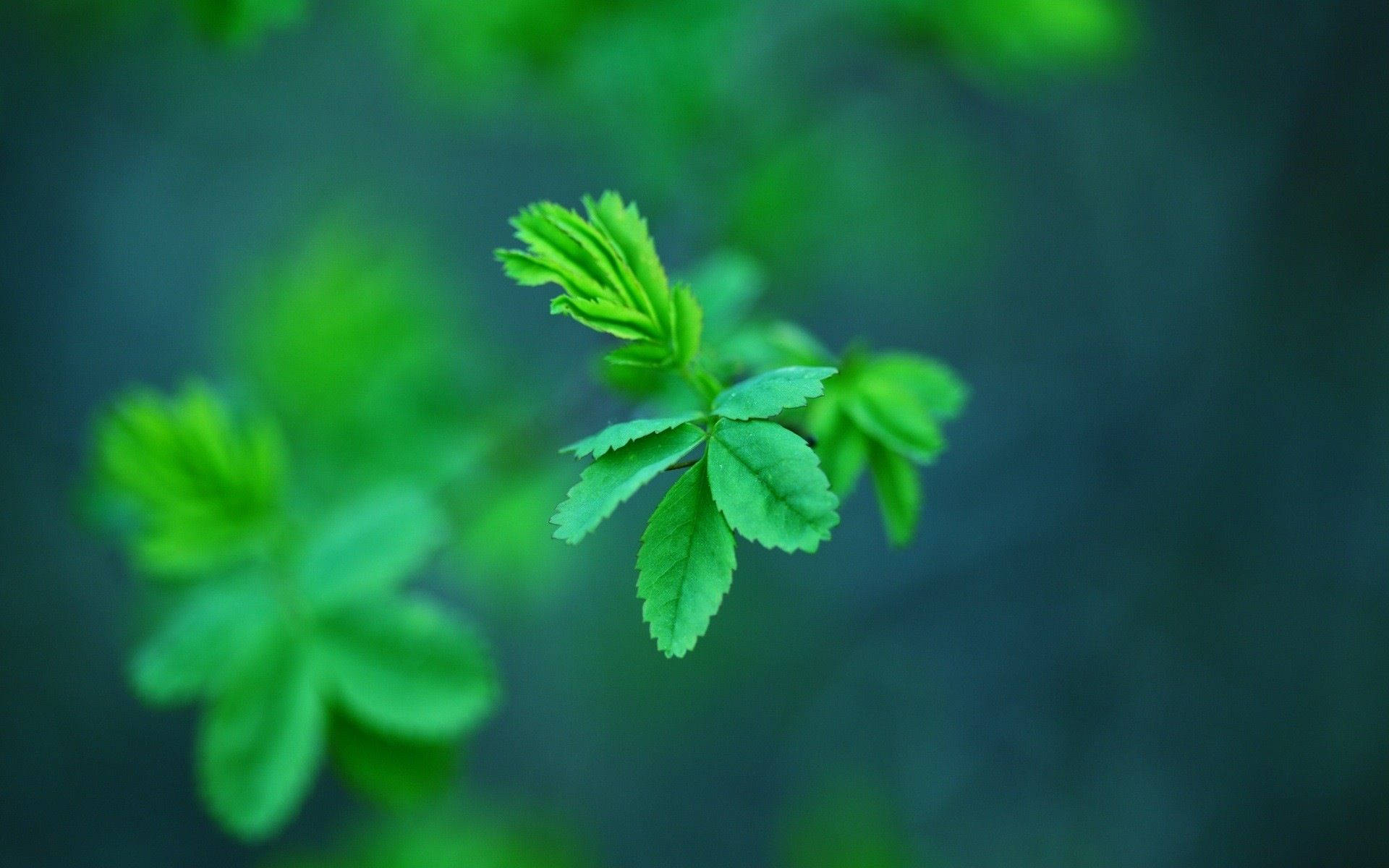 葉子 桌布 壁紙 — 一簇清新的綠葉在柔焦中浮現，背景是模糊的藍綠色。