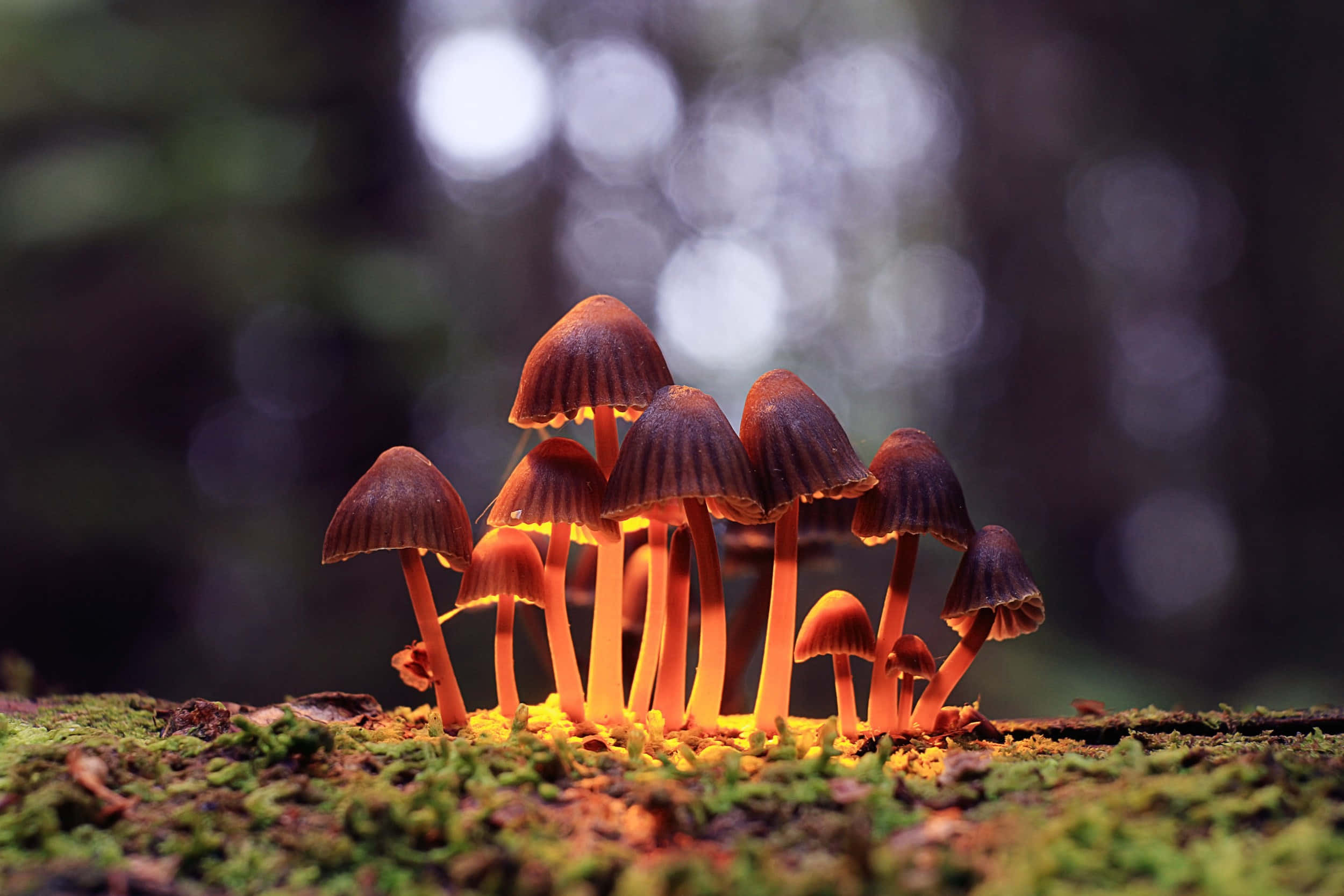 Magic Mushroom 桌布 壁紙 — 一簇發光的橙色蘑菇生長在長滿苔蘚的森林地面上，背景柔和散景。