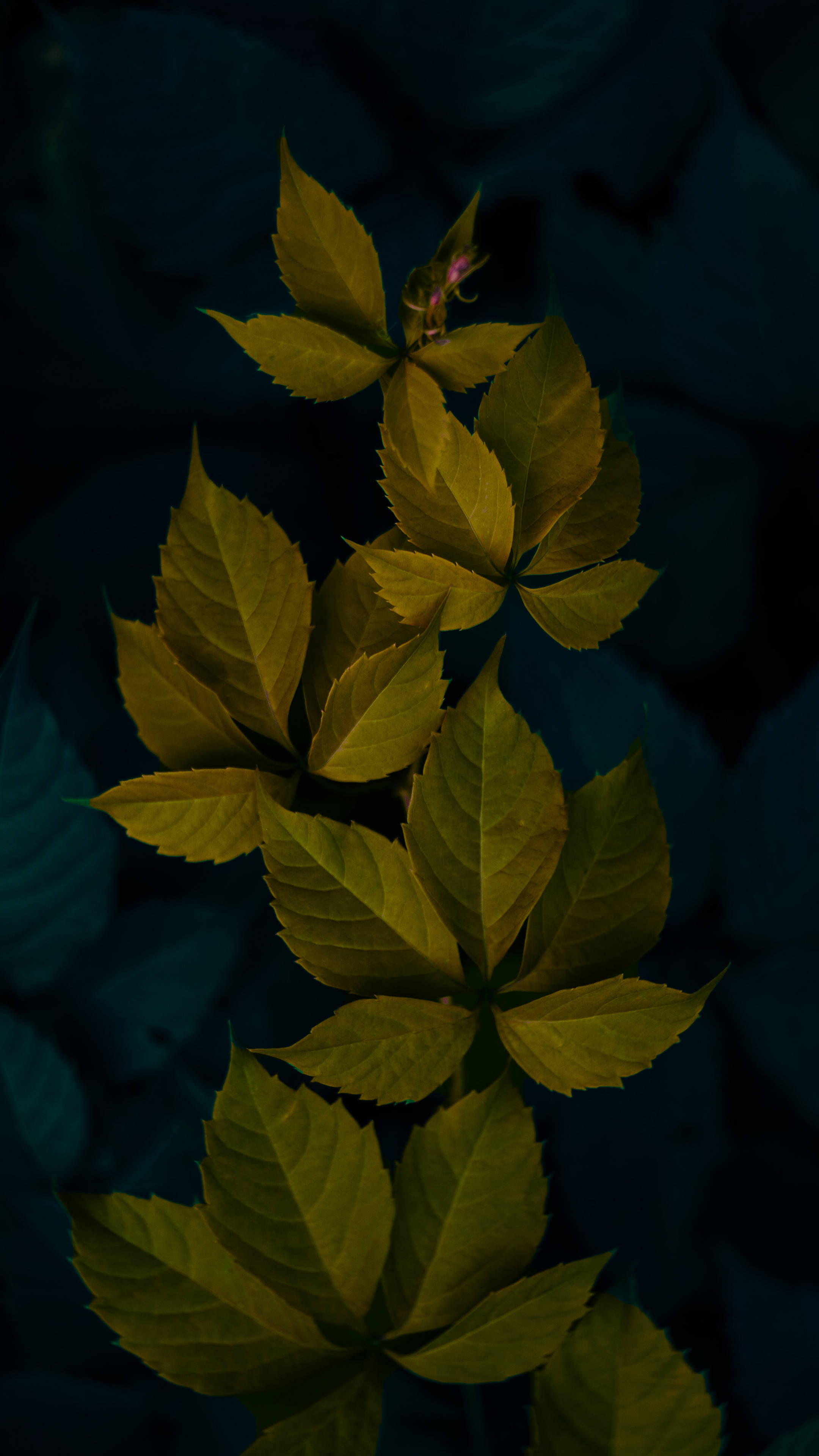 Leaves 桌布 壁紙 — 一簇發光的金色葉子在深暗青色的背景下，在戲劇性的低光環境中脫穎而出。