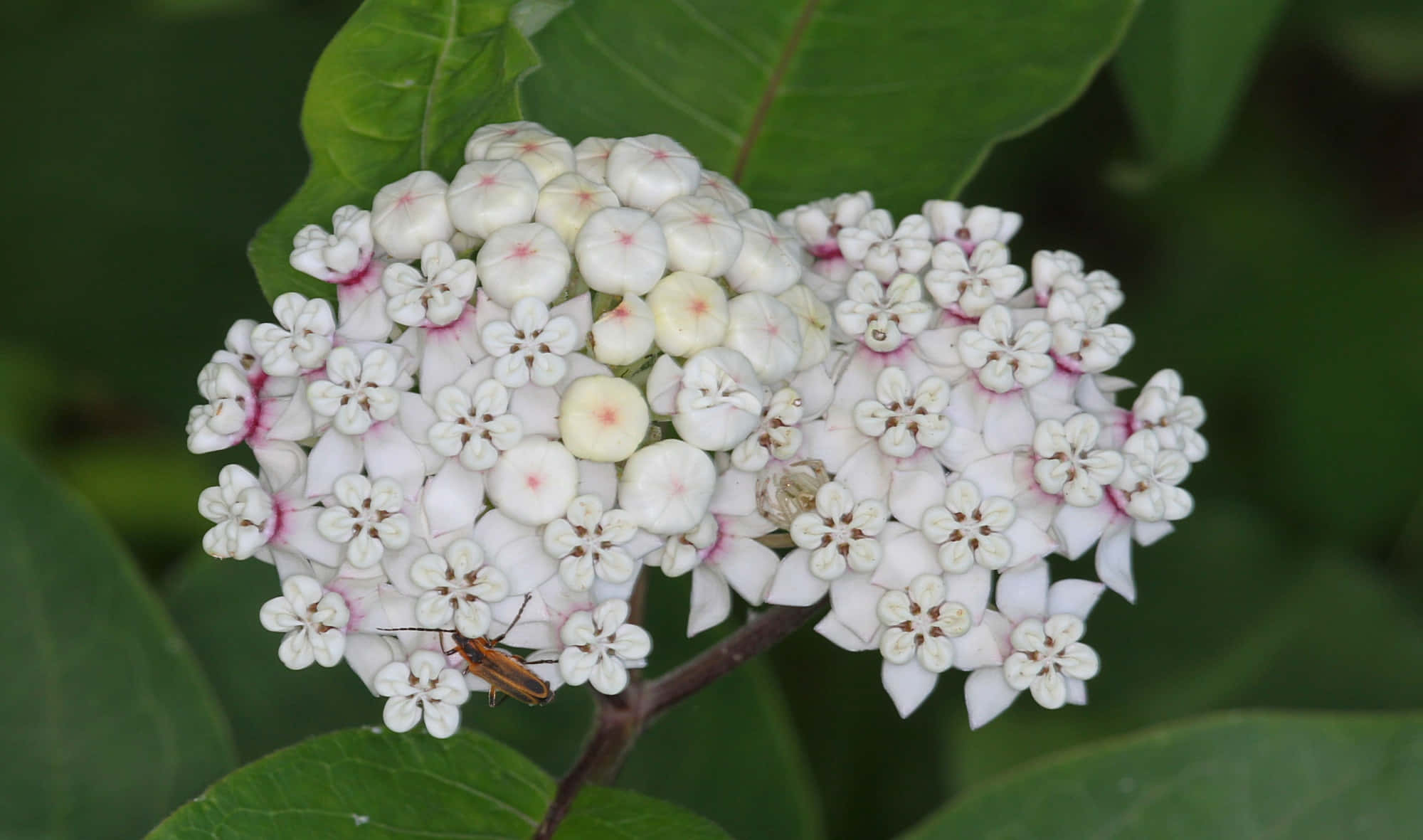 Milkweed 桌布 壁紙 — 一簇白色星形花朵的特寫，帶有粉紅色中心，一隻小橙色昆蟲棲息在花瓣上，背景是茂密的綠葉。