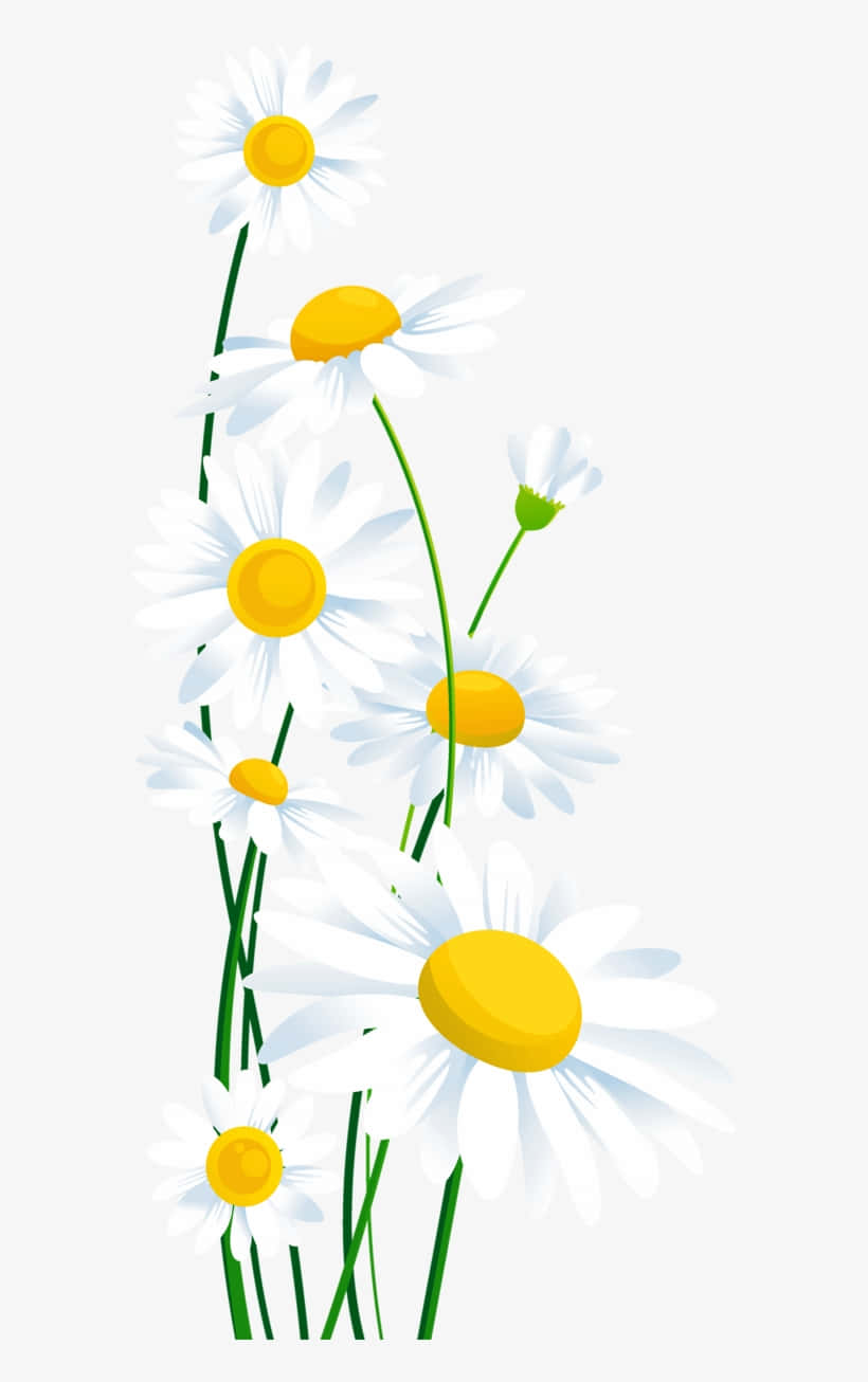 Daisies 桌布 壁紙 — 一簇白色雛菊，帶有明亮的黃色花心和綠色莖，在淺灰色背景上輕輕搖曳。
