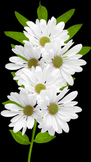 White Flowers 桌布 壁紙 — 一簇白色雛菊，帶有綠色花心和葉子，在純黑色背景下顯得格外突出。