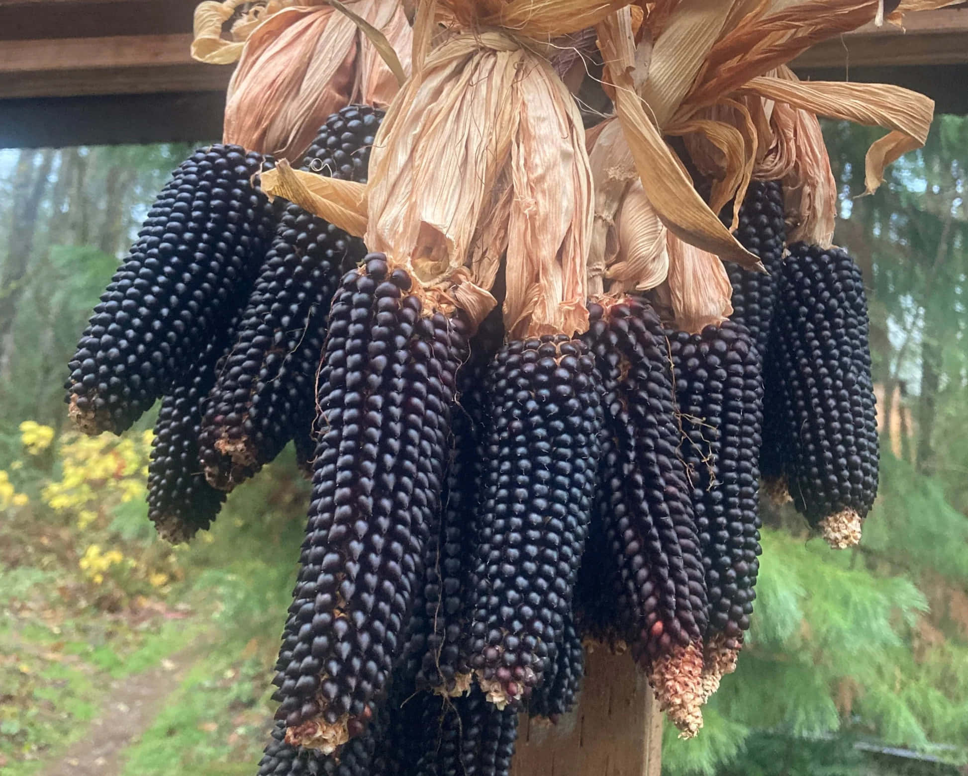 Purple Corn 桌布 壁紙 — 一簇簇乾燥的黑玉米，帶有紙質外殼，掛在木樑上，背景是模糊的森林。
