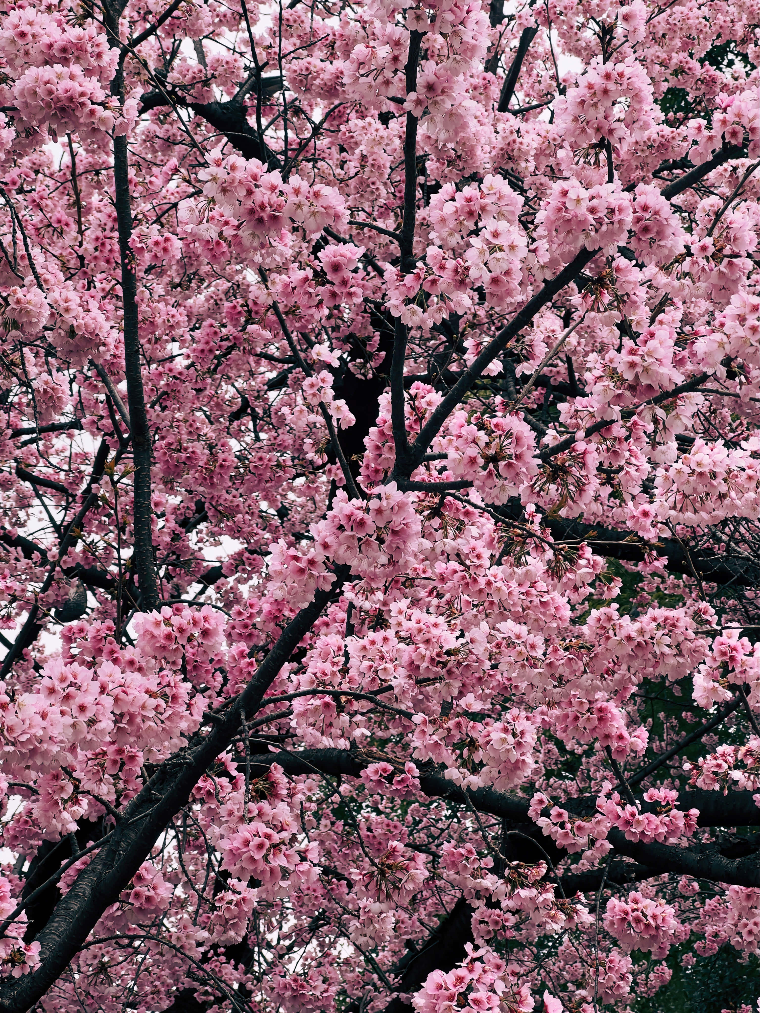 Night Cherry Blossom 桌布 壁紙 — 一簇簇嬌嫩的粉紅櫻花在深色樹枝上盛開，形成茂密的花冠。