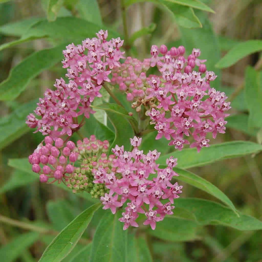Milkweed 桌布 壁紙 — 一簇簇嬌嫩的粉紅色乳草花在自然花園環境中盛開，周圍是茂密的綠葉。
