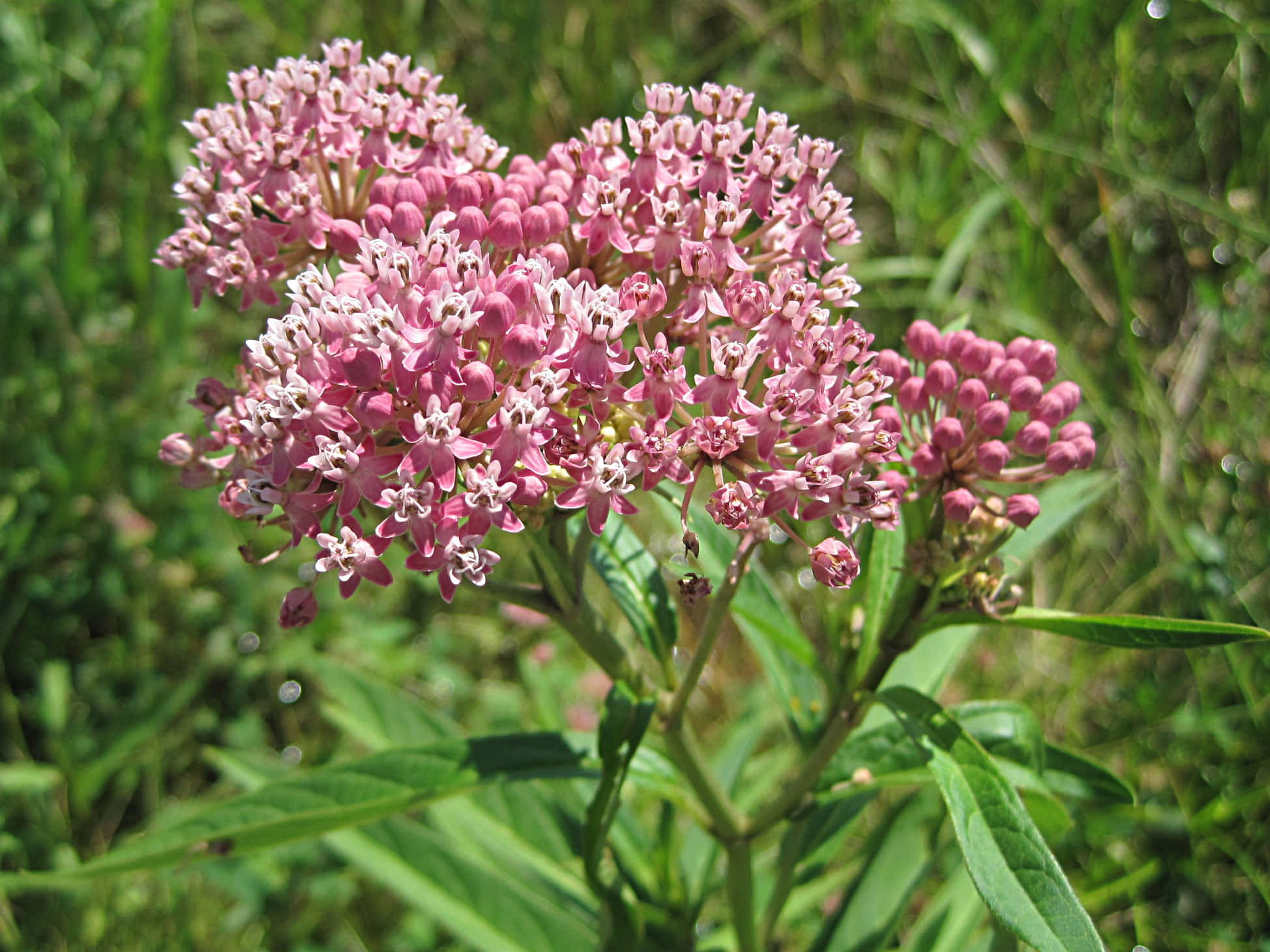 Milkweed 桌布 壁紙 — 一簇簇嬌嫩的粉紅色馬利筋花朵在明亮的日光下，在柔焦的綠色草地上鮮豔盛開。