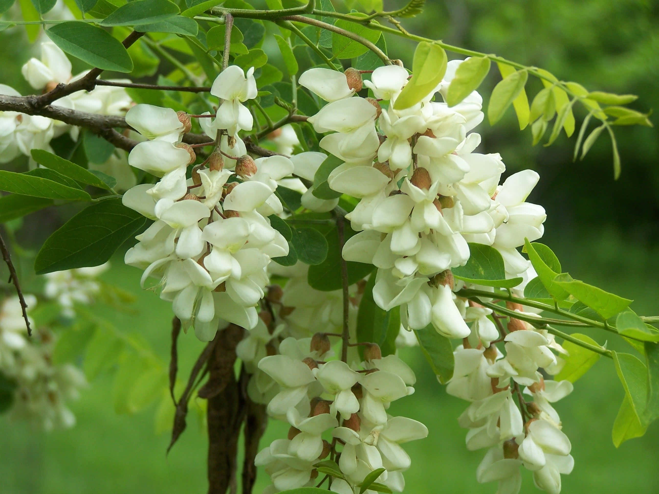 Black Locust 桌布 壁紙 — 一簇簇精緻的白花從樹枝上垂下，周圍是充滿活力的綠葉。