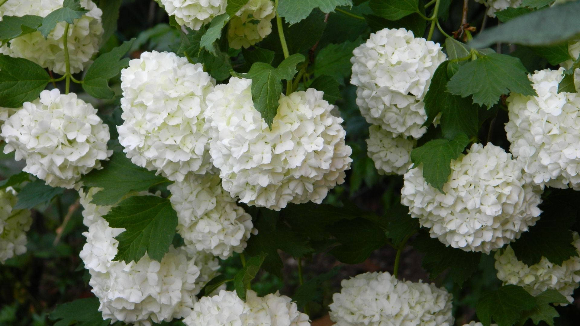 Hydrangea 桌布 壁紙 — 一簇簇純白繡球花，搭配茂盛綠葉，在柔和自然光下。