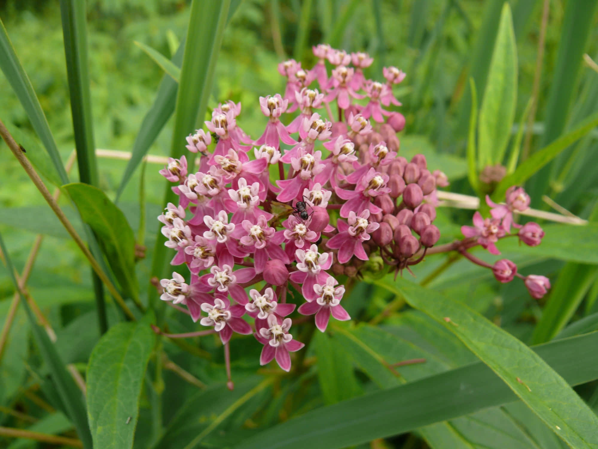Milkweed 桌布 壁紙 — 一簇粉紅色馬利筋花，白色花心，在自然環境中盛開於茂密的綠葉之間。