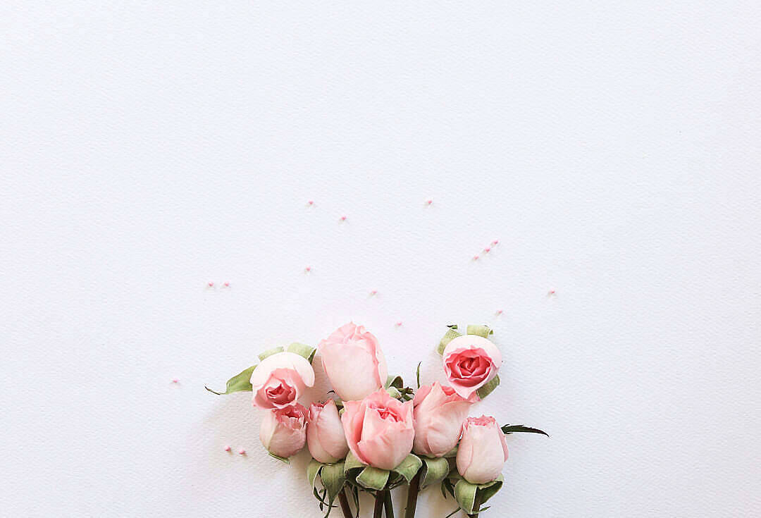 Pastel Pink Aesthetic 桌布 壁紙 — 一簇精緻的柔粉色玫瑰，散落的花瓣，靜置在極簡的白色紋理表面上。