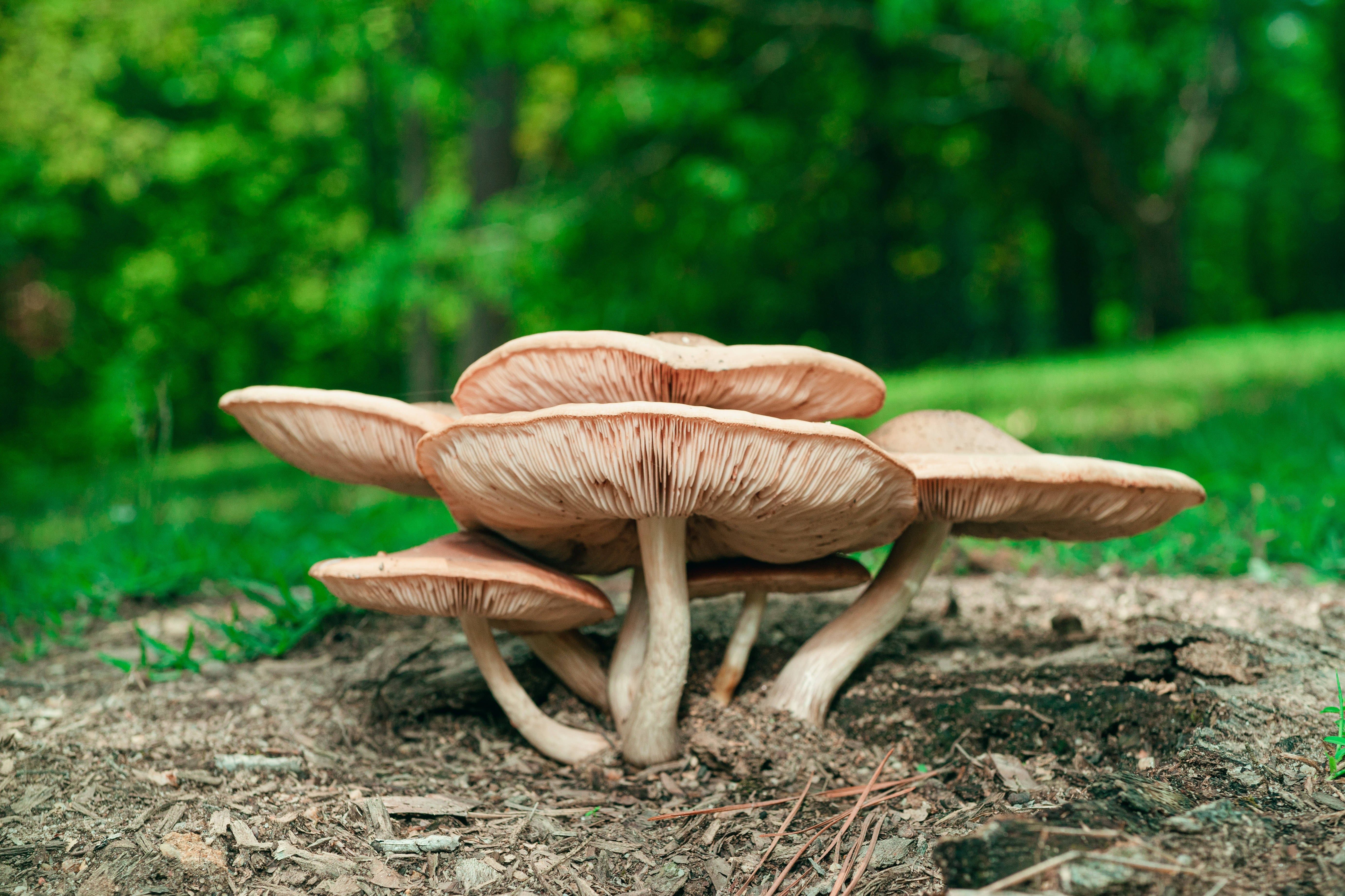 mario mushroom 桌布 壁紙 — 一簇精緻的棕色蘑菇生長在森林地面的覆蓋物上，背後是柔焦的茂密綠樹。