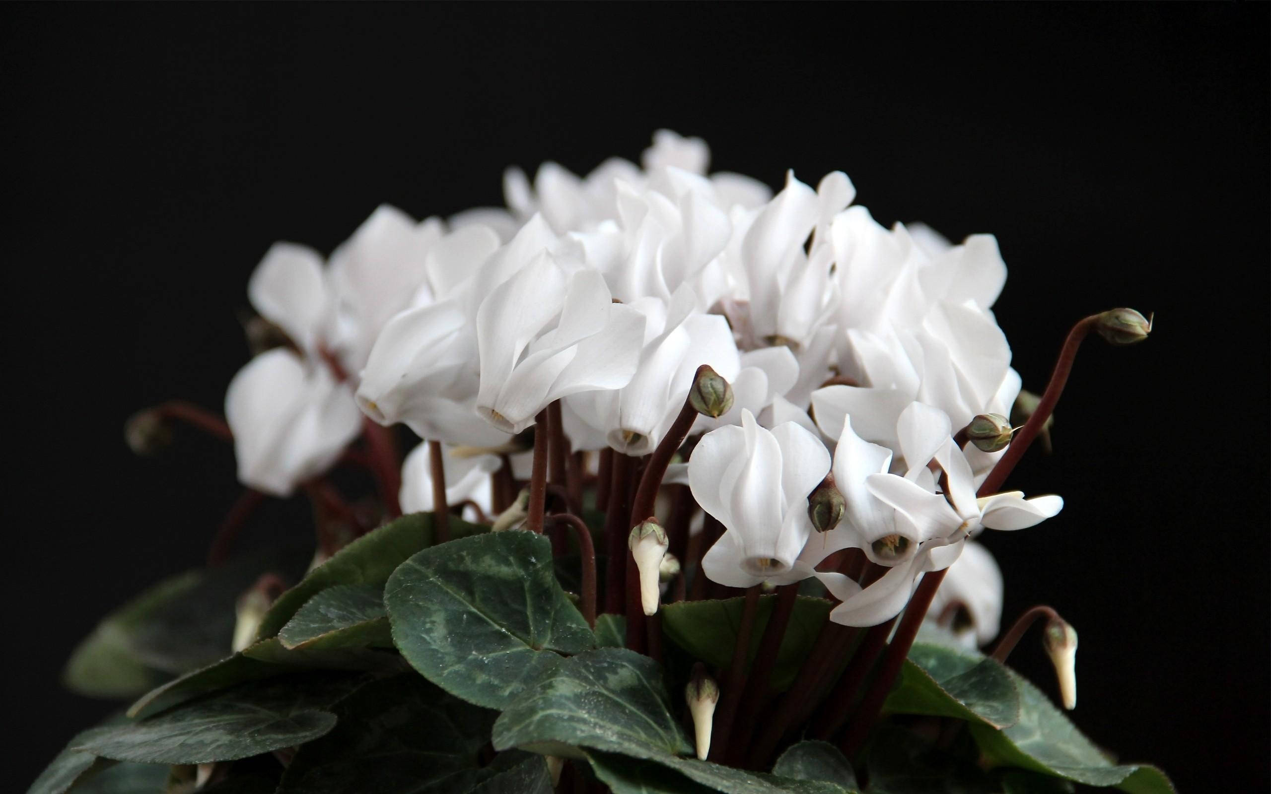 Cyclamen 桌布 壁紙 — 一簇精緻的白色仙客來花，帶有大理石紋理的綠色葉子，在純黑色背景上綻放。