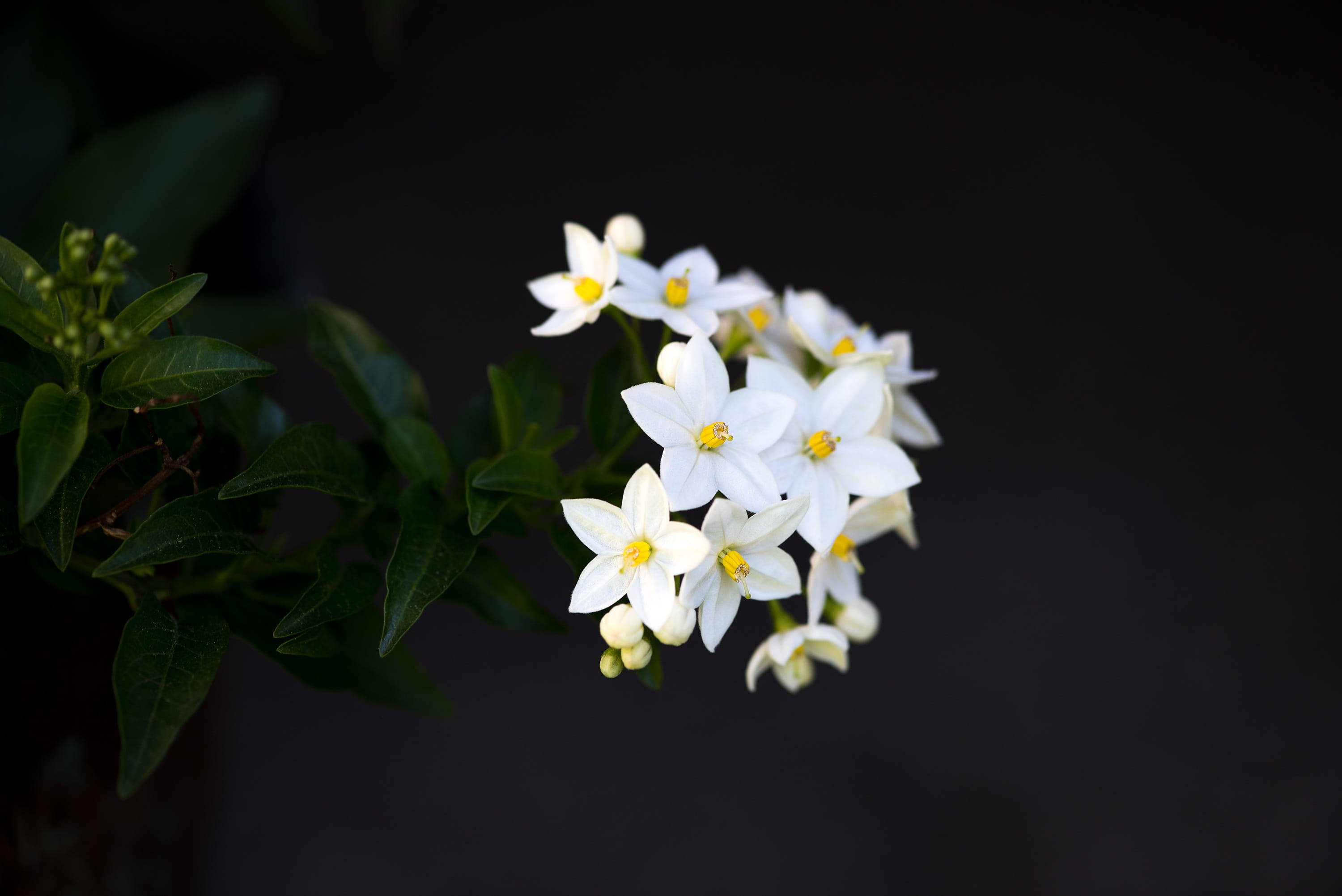 植物 桌布 壁紙 — 一簇精緻的白色星形花朵，帶有黃色花心，在深色背景中綻放。