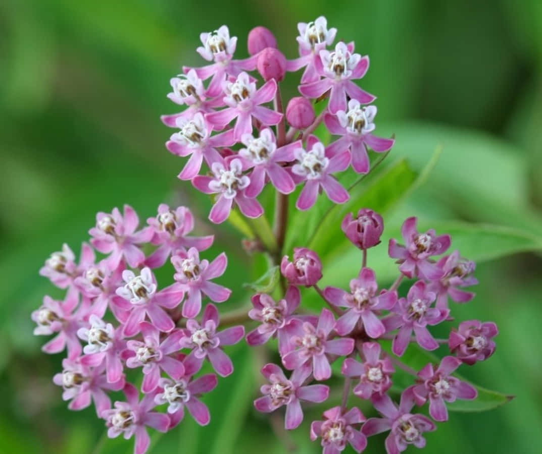 Milkweed 桌布 壁紙 — 一簇精緻的粉紅色和白色馬利筋花在柔和的綠色葉子背景下盛開。