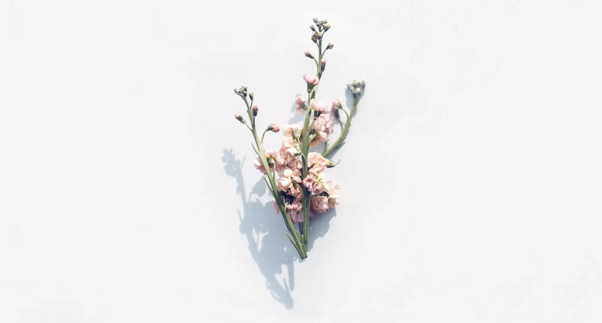 Minimalist Flower Computer 桌布 壁紙 — 一簇精緻的粉紅色花朵，帶有綠色莖，在明亮的白色表面上投下柔和的陰影。