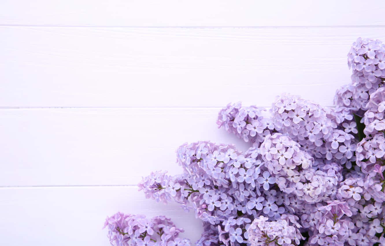 Flowers 桌布 壁紙 — 一簇精緻的紫色丁香花放在潔白的木質表面上，營造出柔和寧靜的春日靜物畫面。