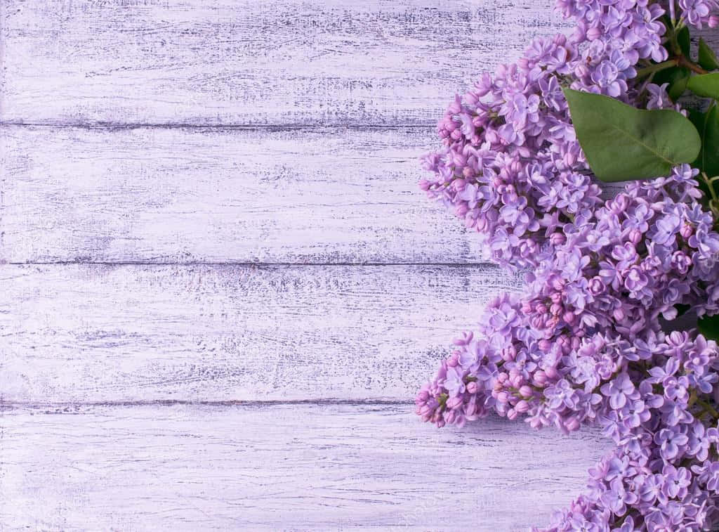 Flowers 桌布 壁紙 — 一簇精緻的紫色丁香花放在經風化的淺紫色木質表面上。