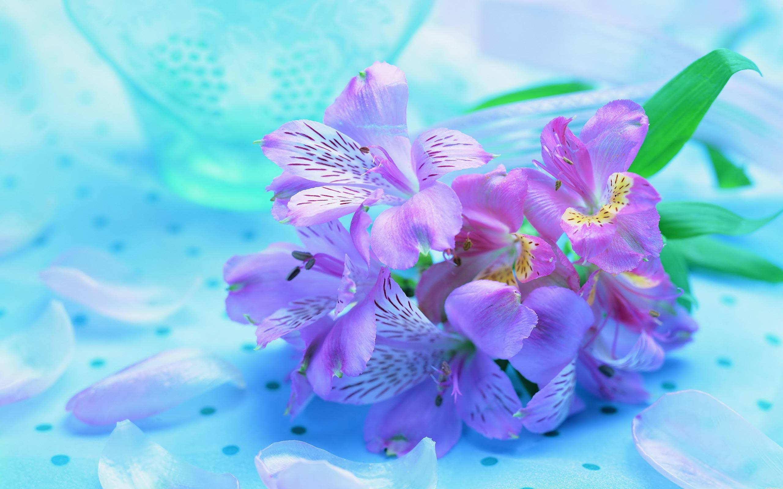 Purple Flower 桌布 壁紙 — 一簇精緻的紫色花朵，帶有白色斑點花瓣，放置在淺藍色圓點表面上。