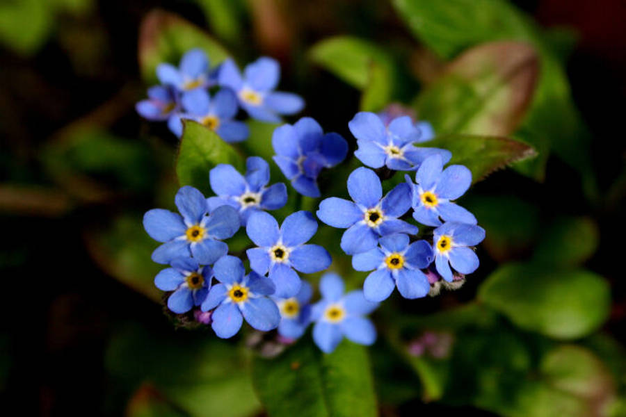 Forget Me Not Flower 桌布 壁紙 — 一簇精緻的藍色勿忘我，黃色花心，在柔和的模糊綠色葉子背景中綻放。