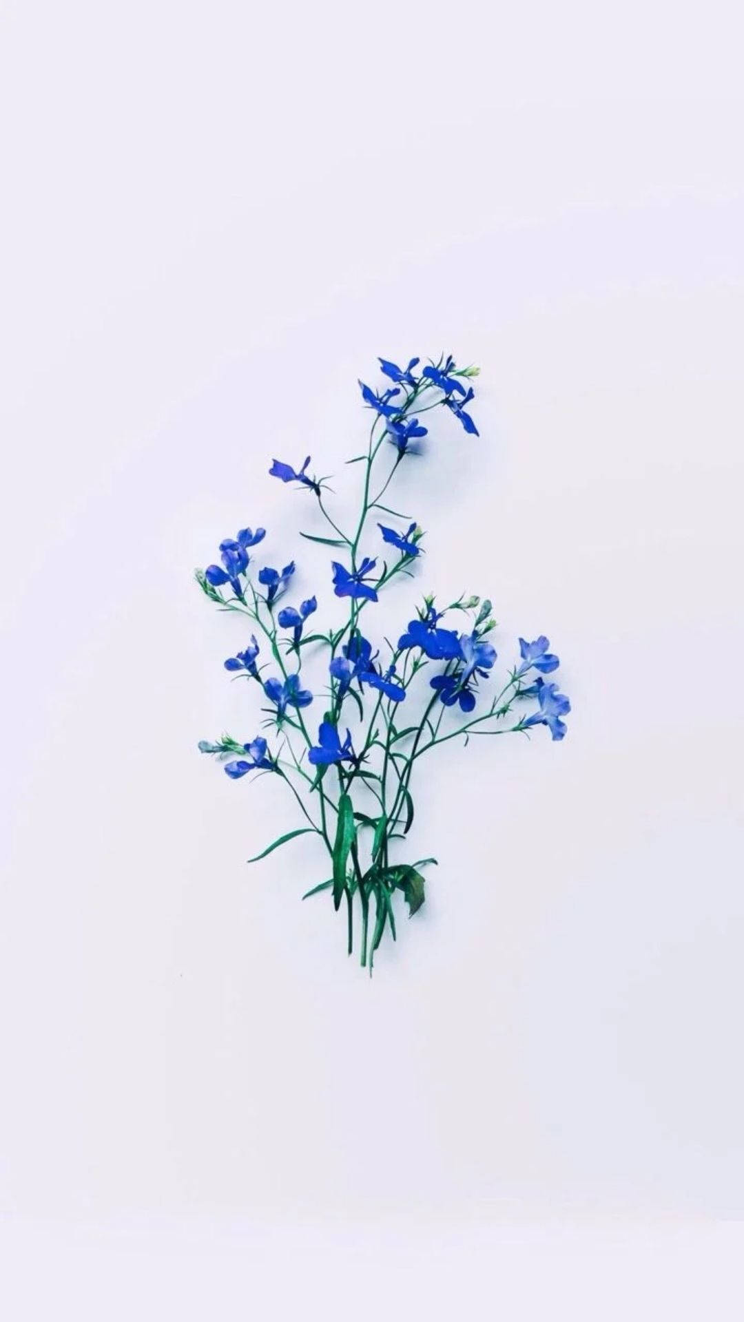 花朵美學動態圖 桌布 壁紙 — 一簇精緻的鮮藍色花朵，帶有綠色莖幹，襯托在柔和的白色背景上。