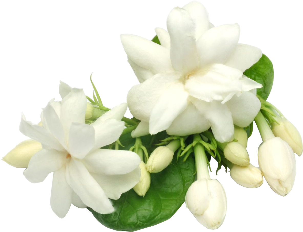 White Flowers 桌布 壁紙 — 一簇純白茉莉花，配以茂盛綠葉，在純黑背景下。