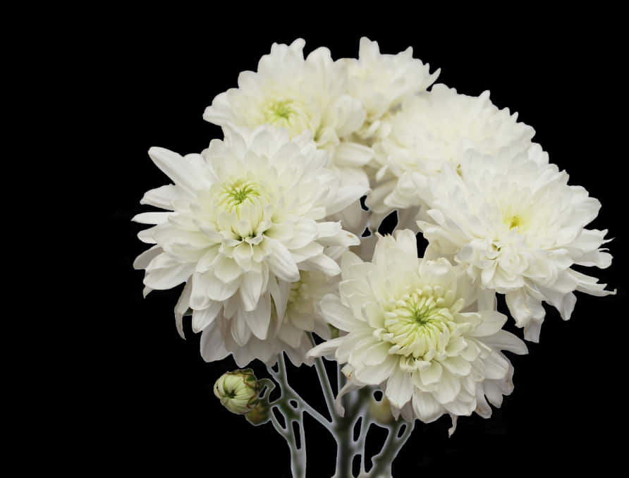 White Flower 桌布 壁紙 — 一簇純白菊花，帶有淡綠色花心，在純黑背景下綻放。