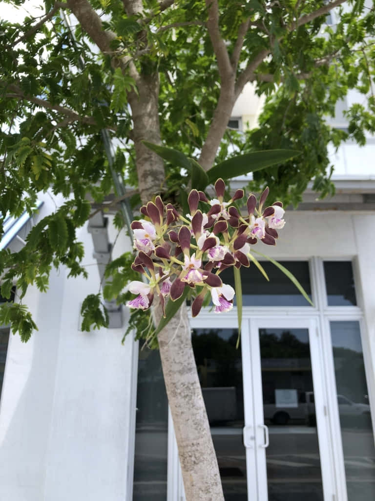 Orchid Flower 桌布 壁紙 — 一簇紫色和白色的蘭花在樹幹上盛開，背景是帶玻璃門的白色建築。