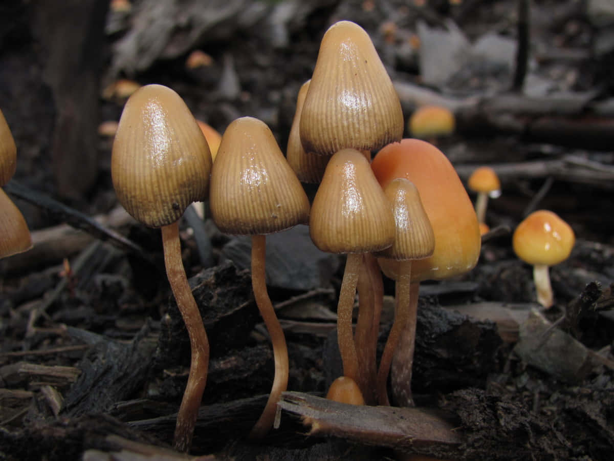 Magic Mushroom 桌布 壁紙 — 一簇細小的橙色和棕褐色蘑菇，帶有棱紋菌蓋，從黑暗的森林土壤中在樹枝間生長。