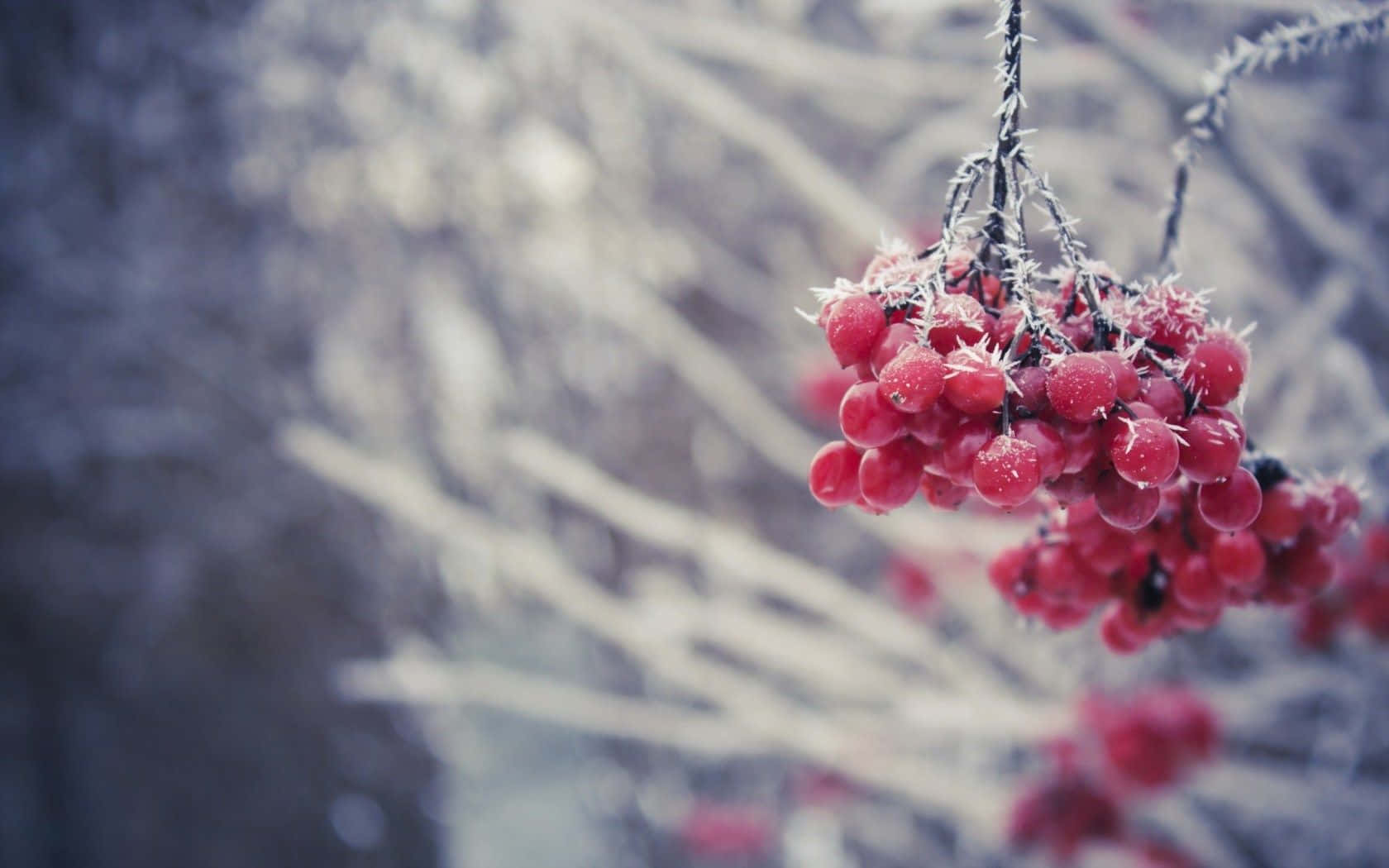 Winter Berries 桌布 壁紙 — 一簇結霜的紅色漿果掛在結冰的樹枝上，背景是模糊的冬日景色。