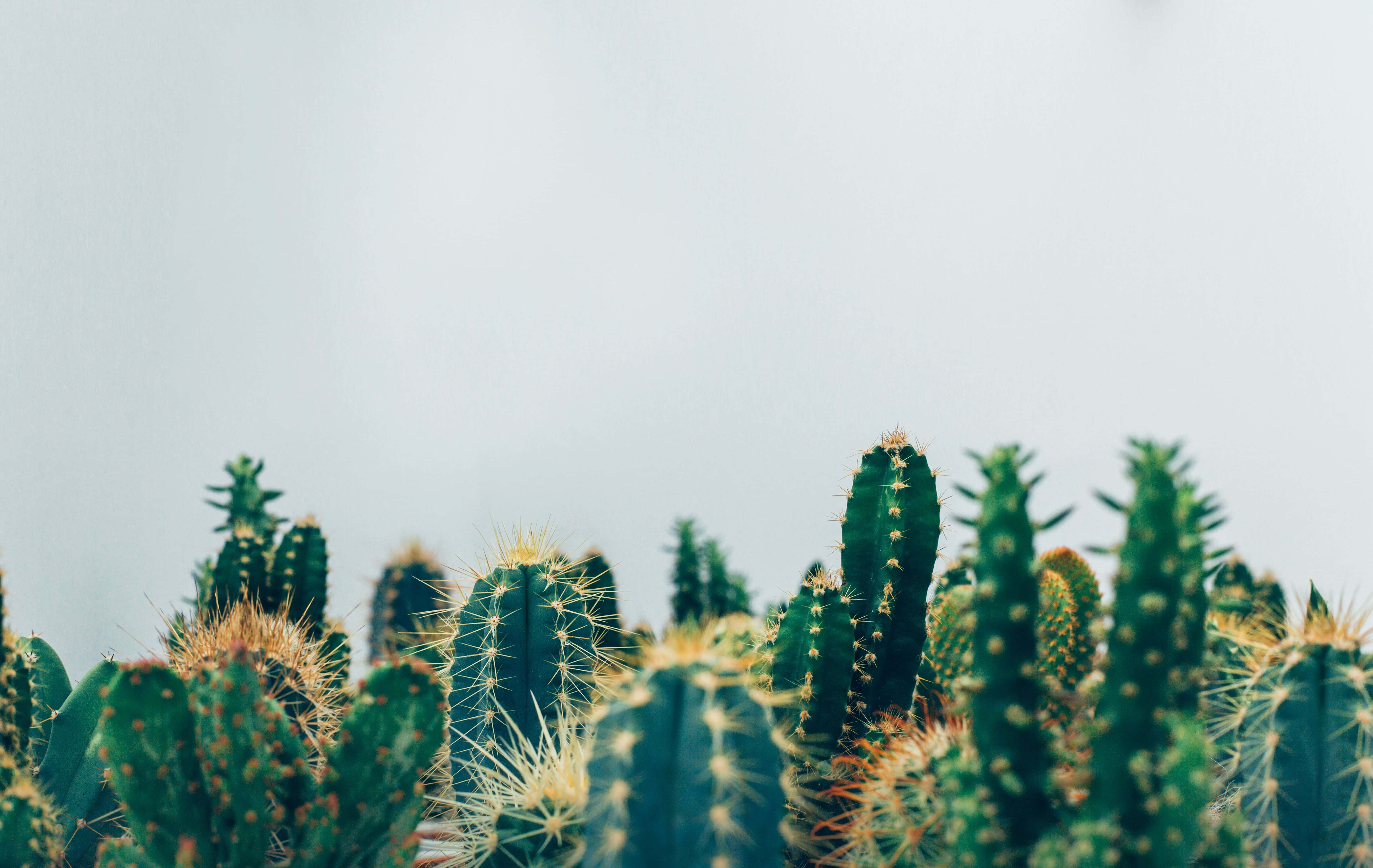 Cactus 桌布 壁紙 — 一簇綠色仙人掌帶有黃色刺，在極簡沙漠場景中襯托著柔和的灰色天空。