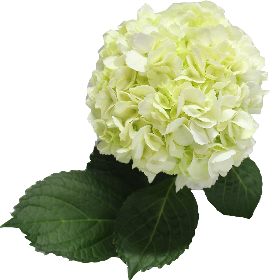 Hydrangea 桌布 壁紙 — 一簇茂密的奶油白色繡球花，配以深綠色葉子，在純黑背景襯托下格外突出。